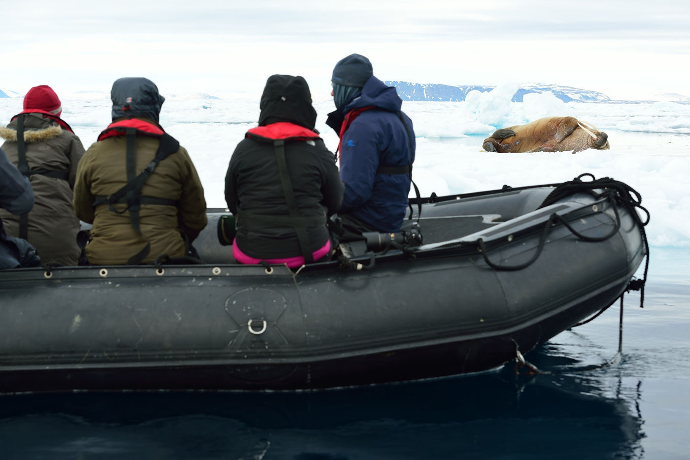 Frans Jozefland kent net dezelfde soortensamenstelling als Spitsbergen en is minder bekend. Het is daarom echter niet onbemind! © Yves Adams