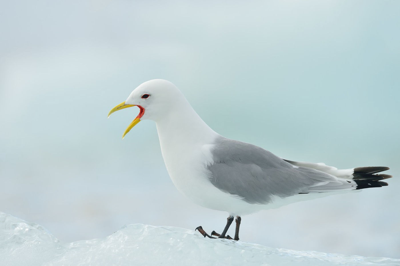 Drieteenmeeuwen heten in het Engels 'kittiwake', en enkel in de broedkolonies hoor je waarom! © Yves Adams