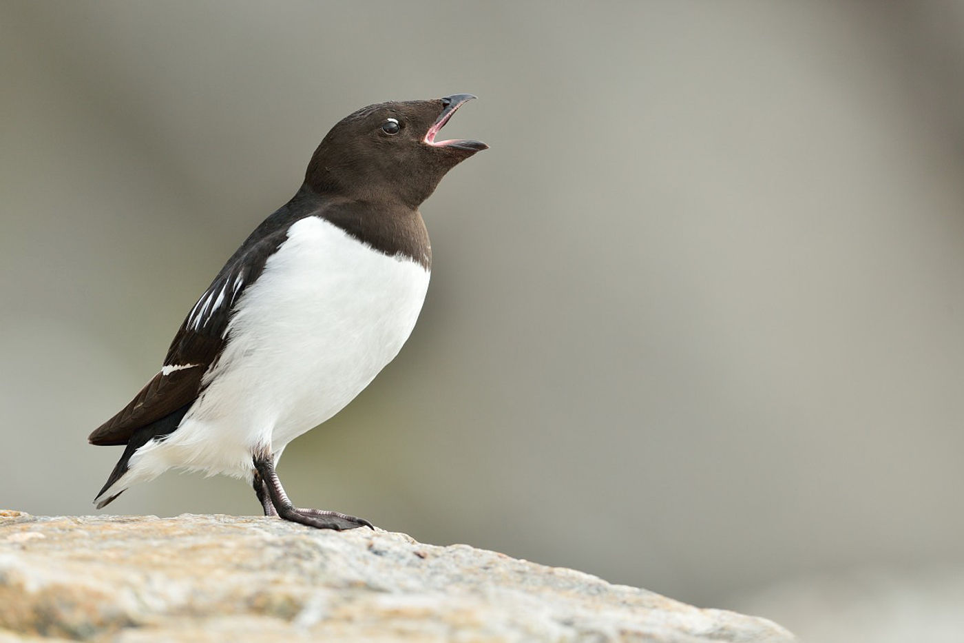 Gezien ze voornamelijk van krill leven, zie je kleine alken nooit echt met vis terugkeren naar de kolonie. © Yves Adams