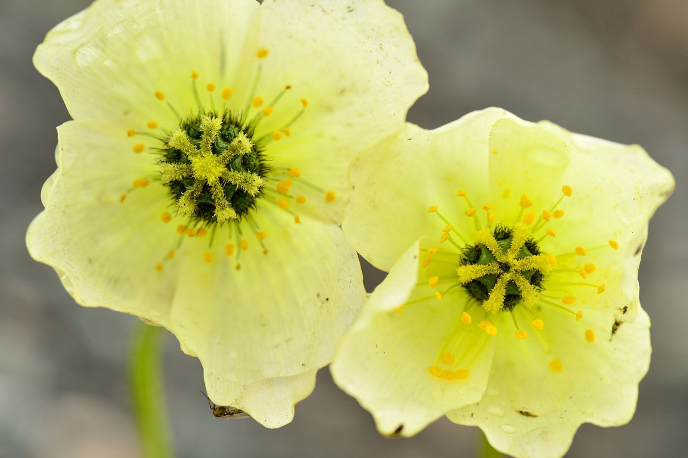 De lokale flora maakt handig gebruik van de korte zomer om snel tot bloeien te komen. © Yves Adams