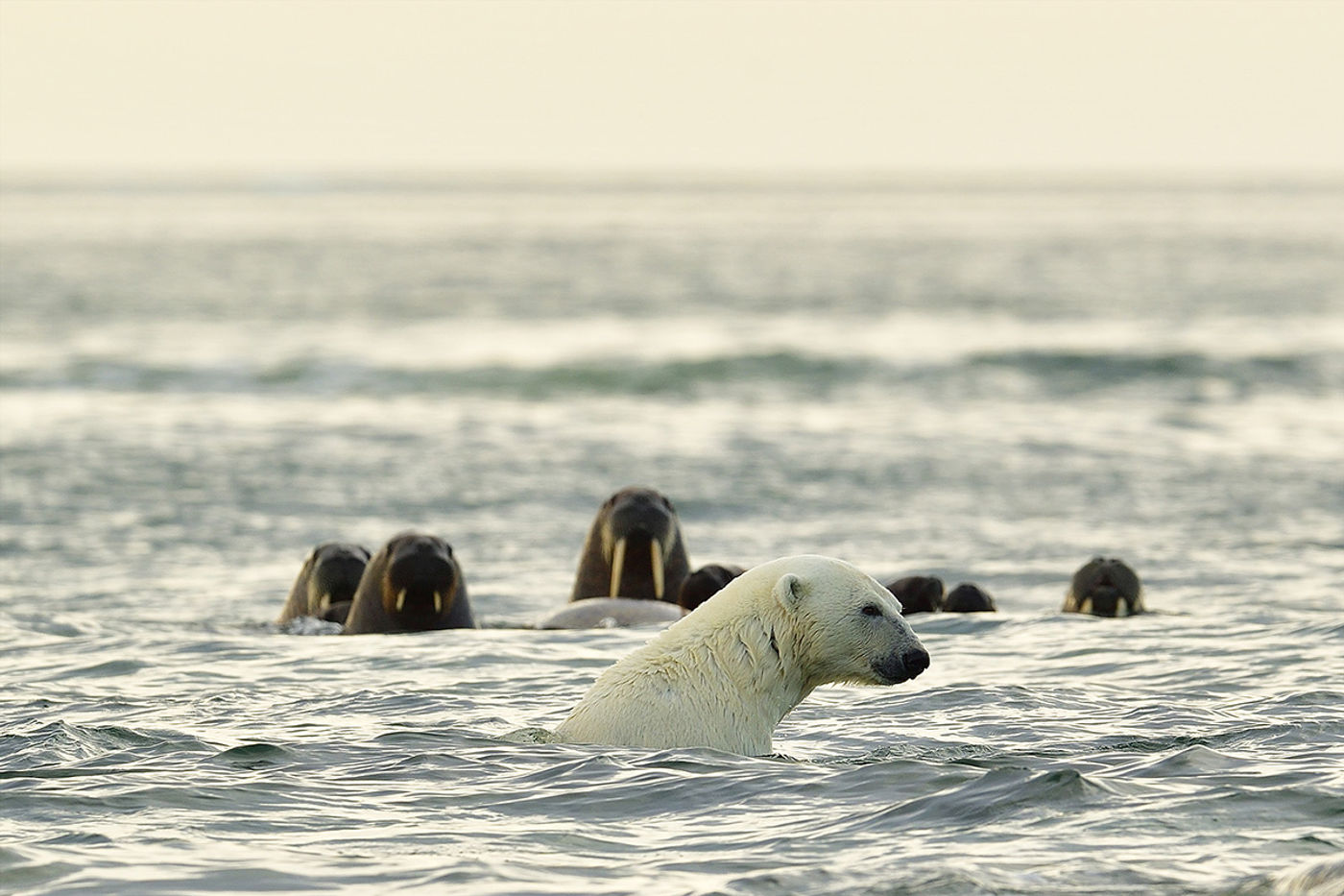 Deze ijsbeer zorgde even voor wat paniek onder de walrussen. © Yves Adams