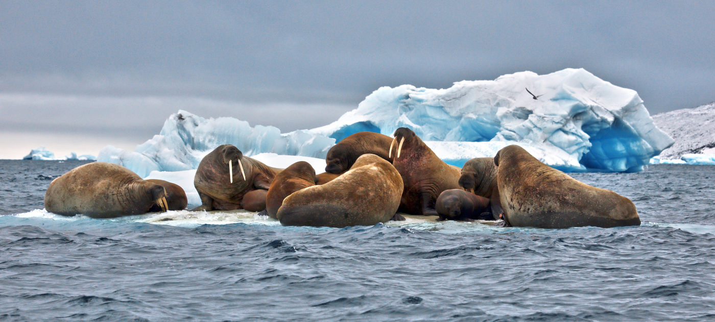 Walrussen op de ijsschotsen, heersers van het noorden. © Filip Kulisev