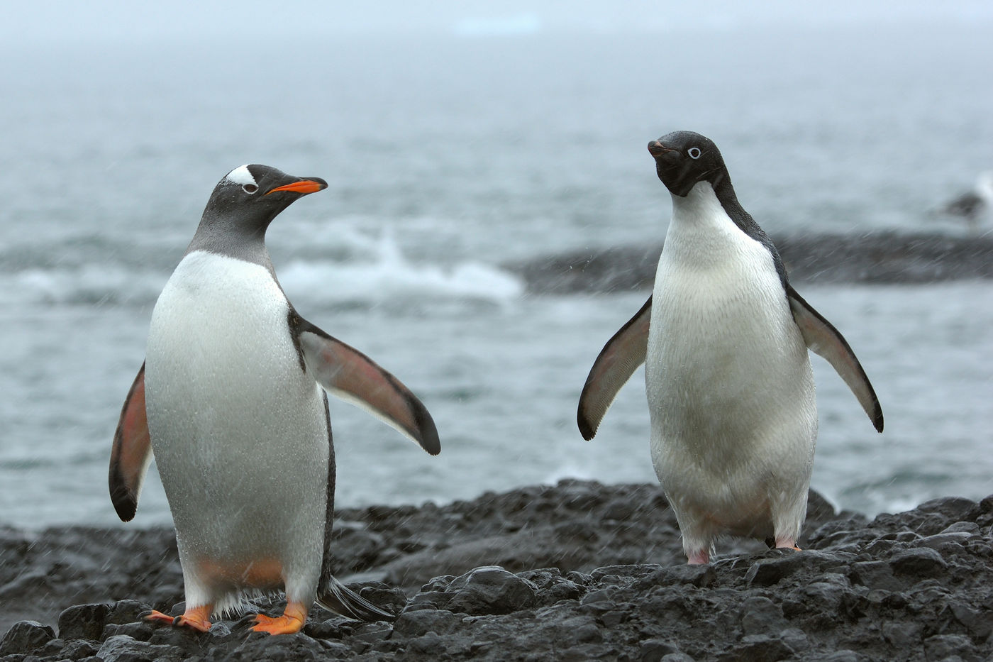 Gentoo penguin en compagnie d'un Adelie penguin. © Frederik Willemyns 