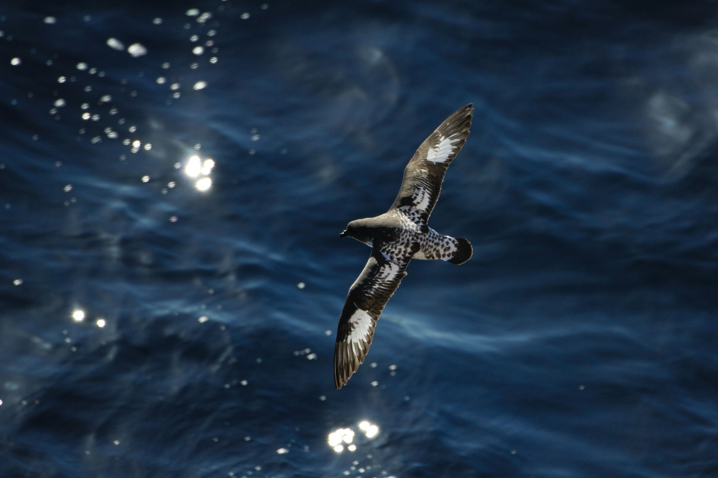 Ce cape petrel brille à la surface de l'eau. © Frederik Willemyns 