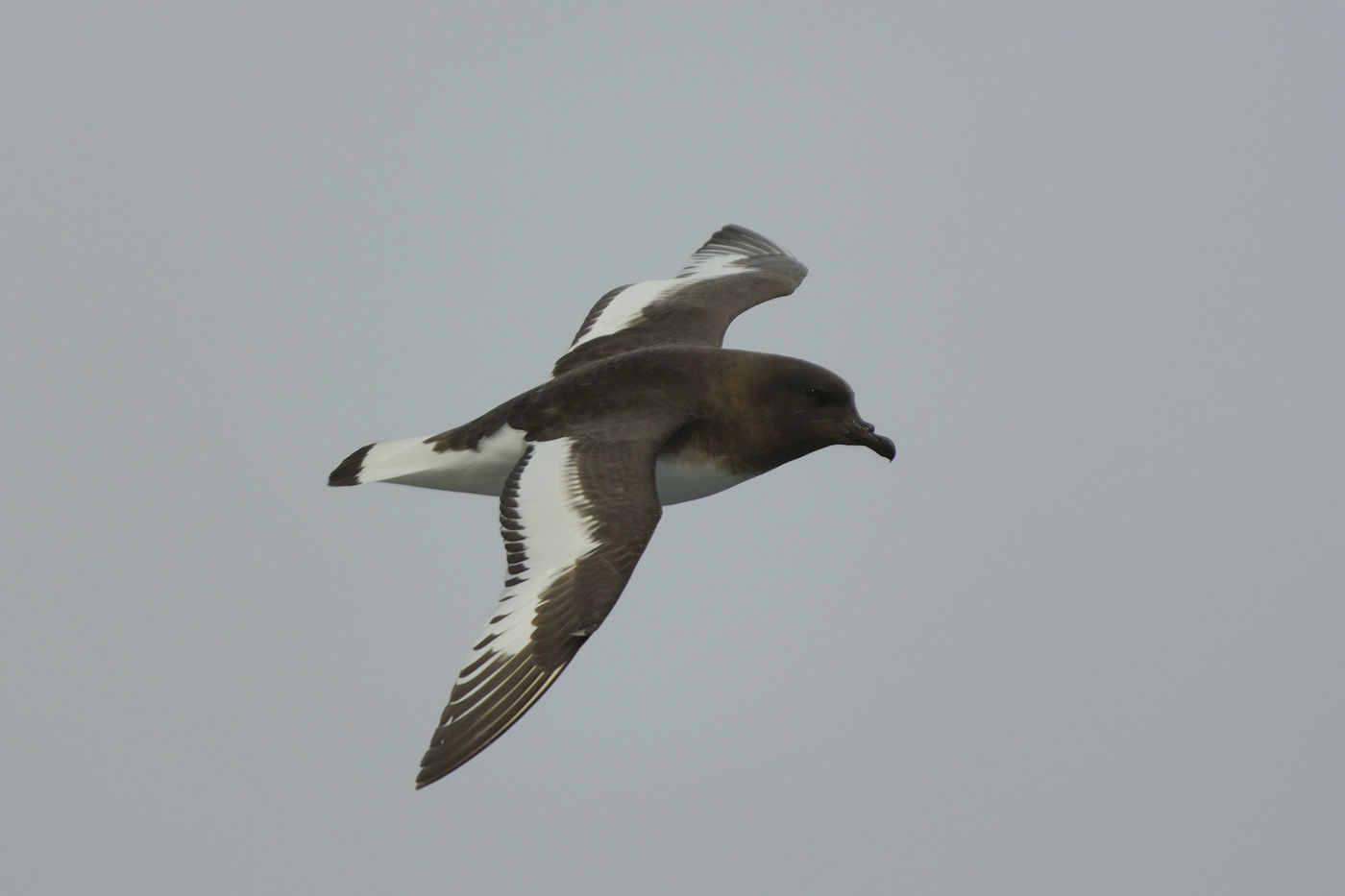 Observer l'Antarctic petrel n'est pas toujours chose facile... © Frederik Willemyns 