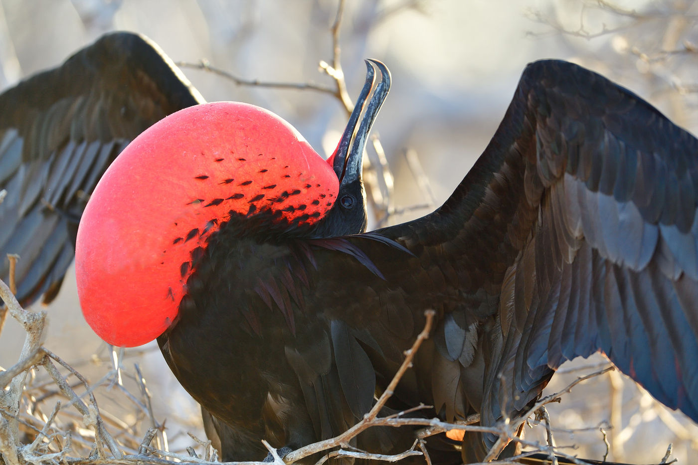 Het baltsgedrag is op z'n zachtst gezegd spectaculair te noemen! © Yves Adams