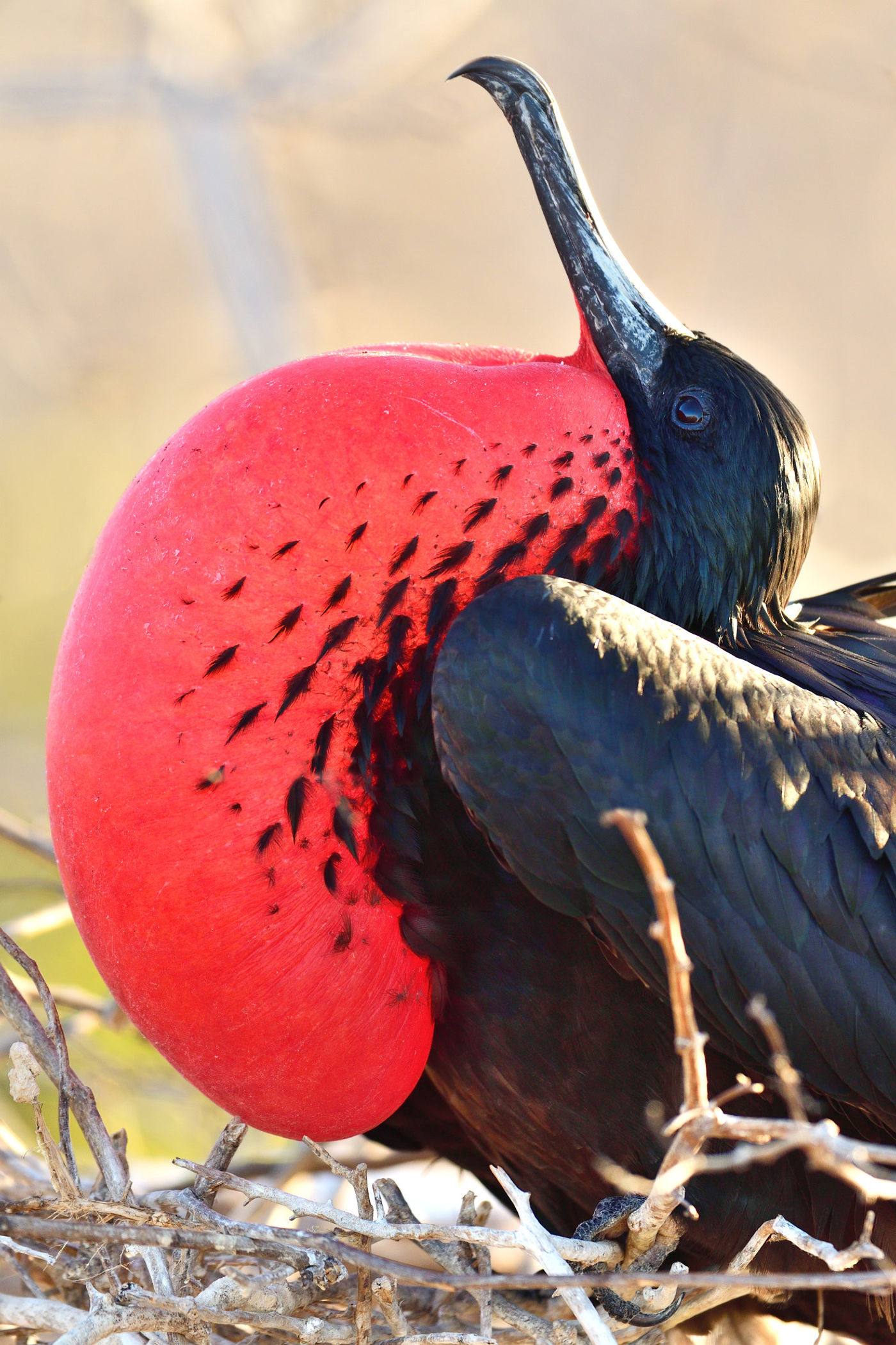 De magnificent frigatebird is er eentje die je nog kent uit de natuurdocu's. Kijk die keelzak eens! © Yves Adams