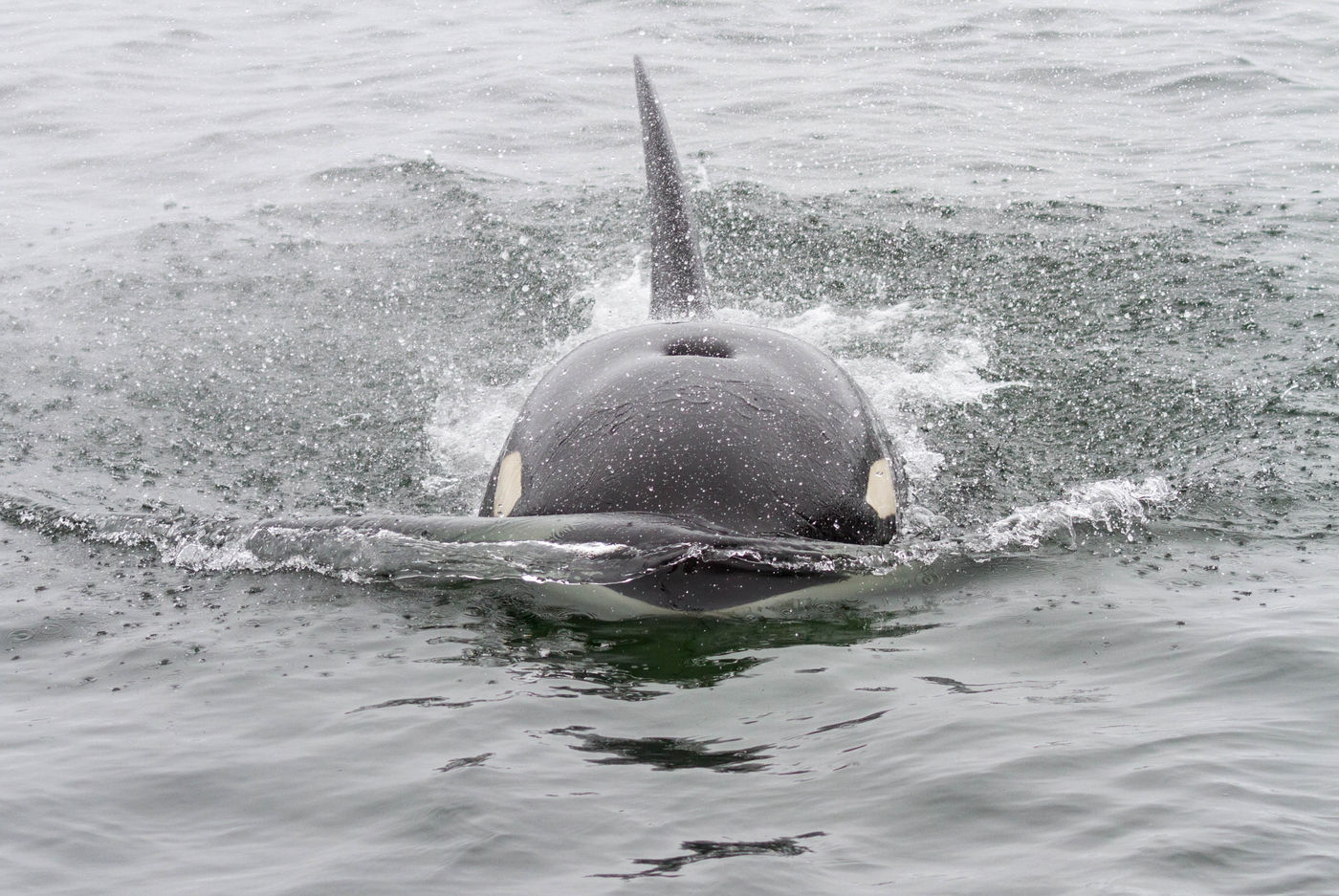 Killer whale in killer modus ©Iwan Lewylle Orka in killer modus ©Iwan Lewylle
