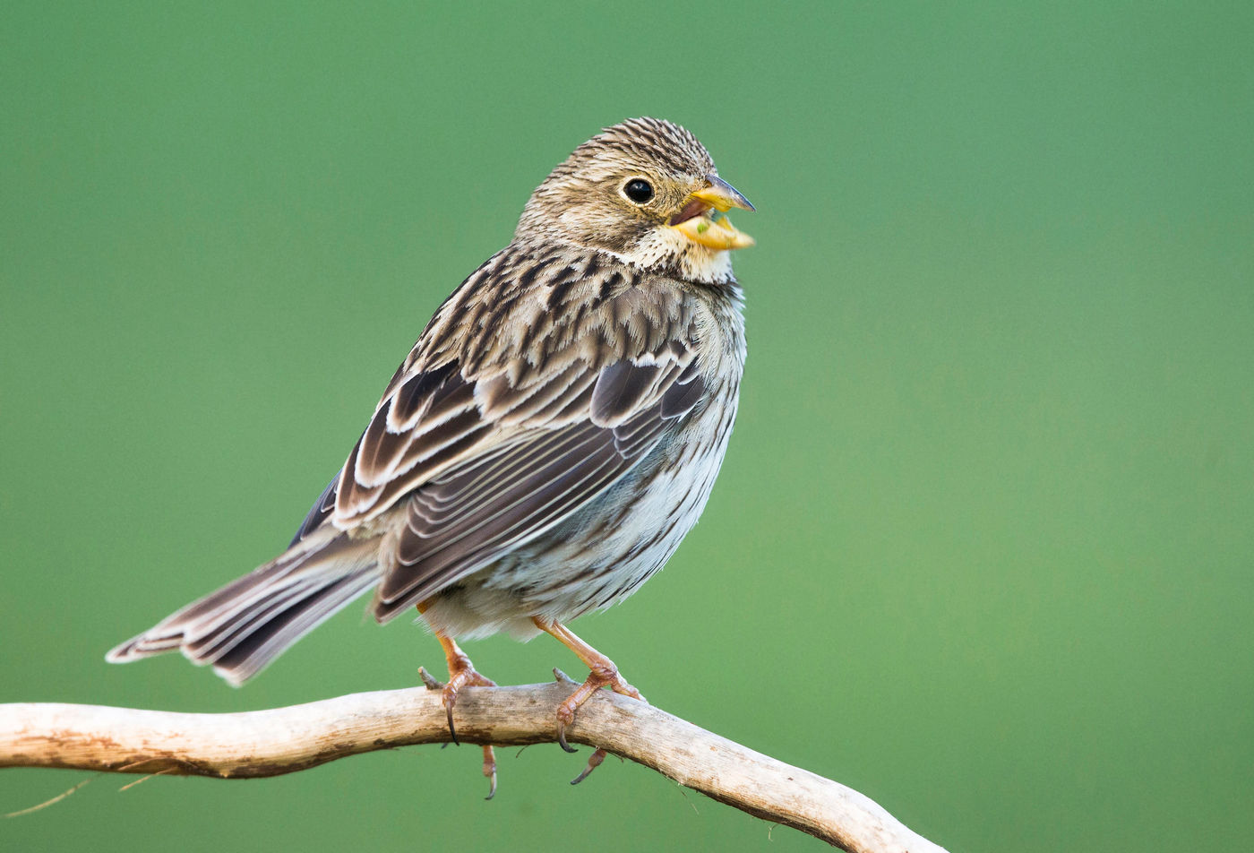 Bruant proyer sur son poste de chant © Rudi Debruyne