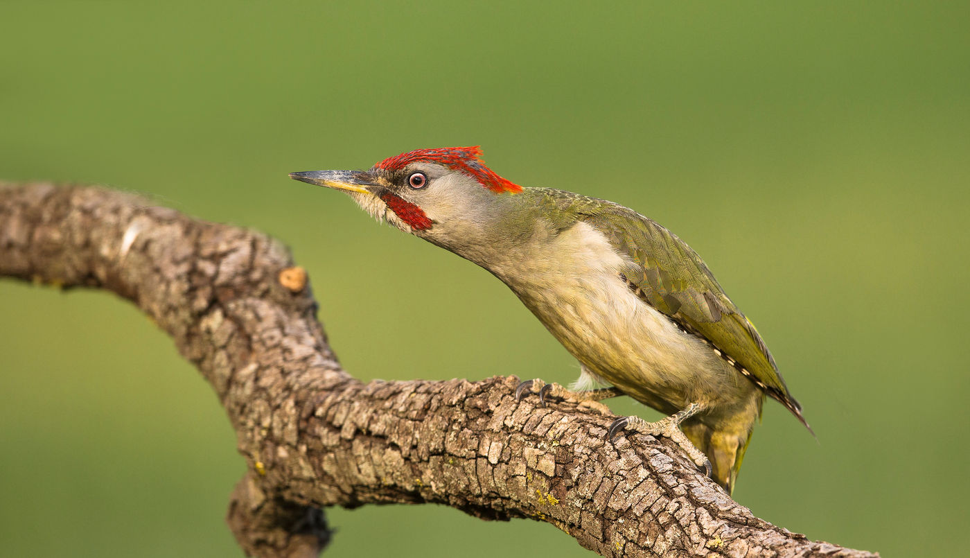 Een Iberische groene specht op een eikenstam. © Rudi Debruyne