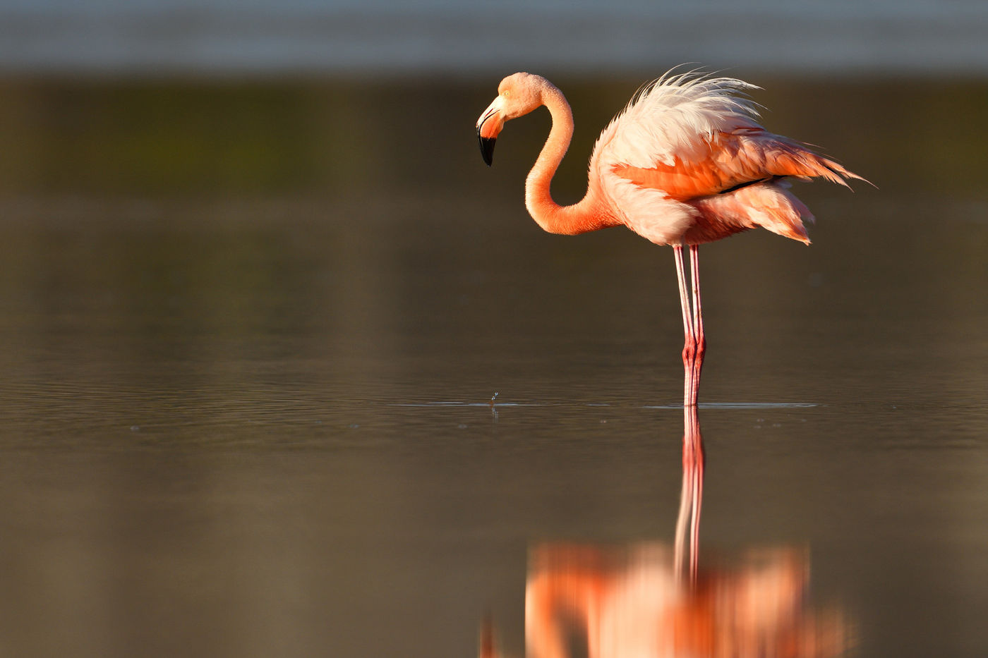 The subspecies occurring on the Galapagos Islands is one of the brightest species of flamingo on our planet. © Yves Adams