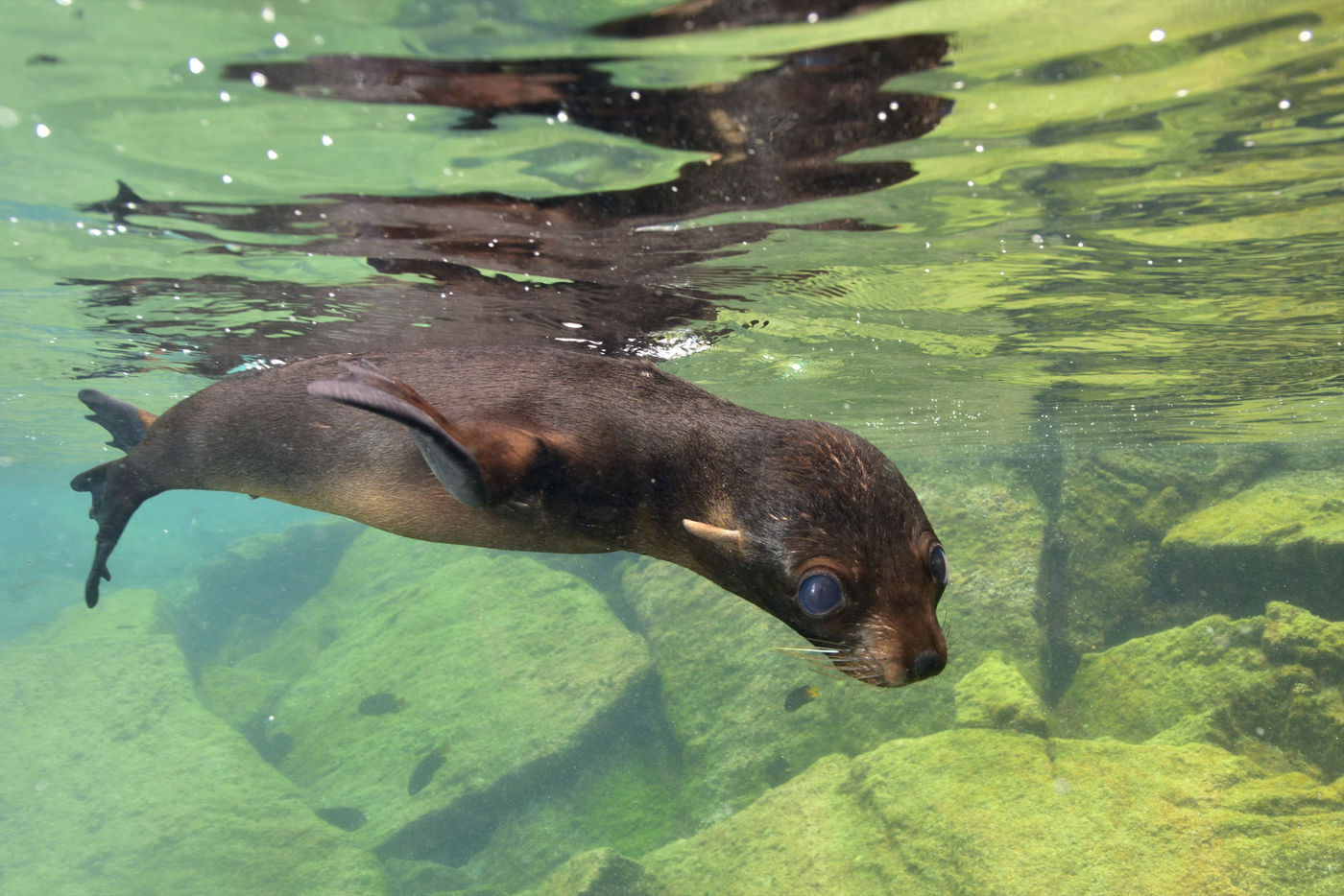 Galapagos fur seals are highly pelagic mammals and need big eyes to actively hunt for prey. © Yves Adams