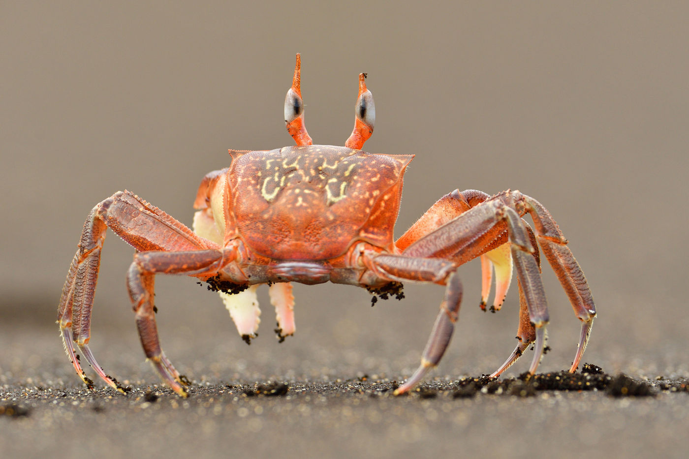 With eyes on sticks this little crab runs around, scanning the beach for food and at the same time tries avoiding predators. © Yves Adams