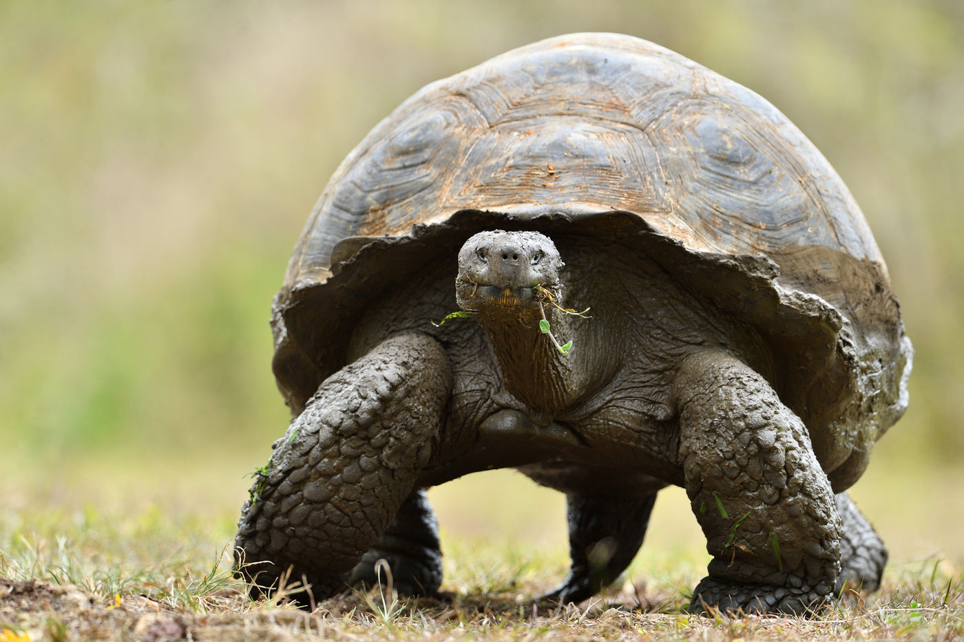 Deze gigant, de Galapagosreuzenschildpad, is een van de meest spectaculaire endemen van het eiland! © Yves Adams