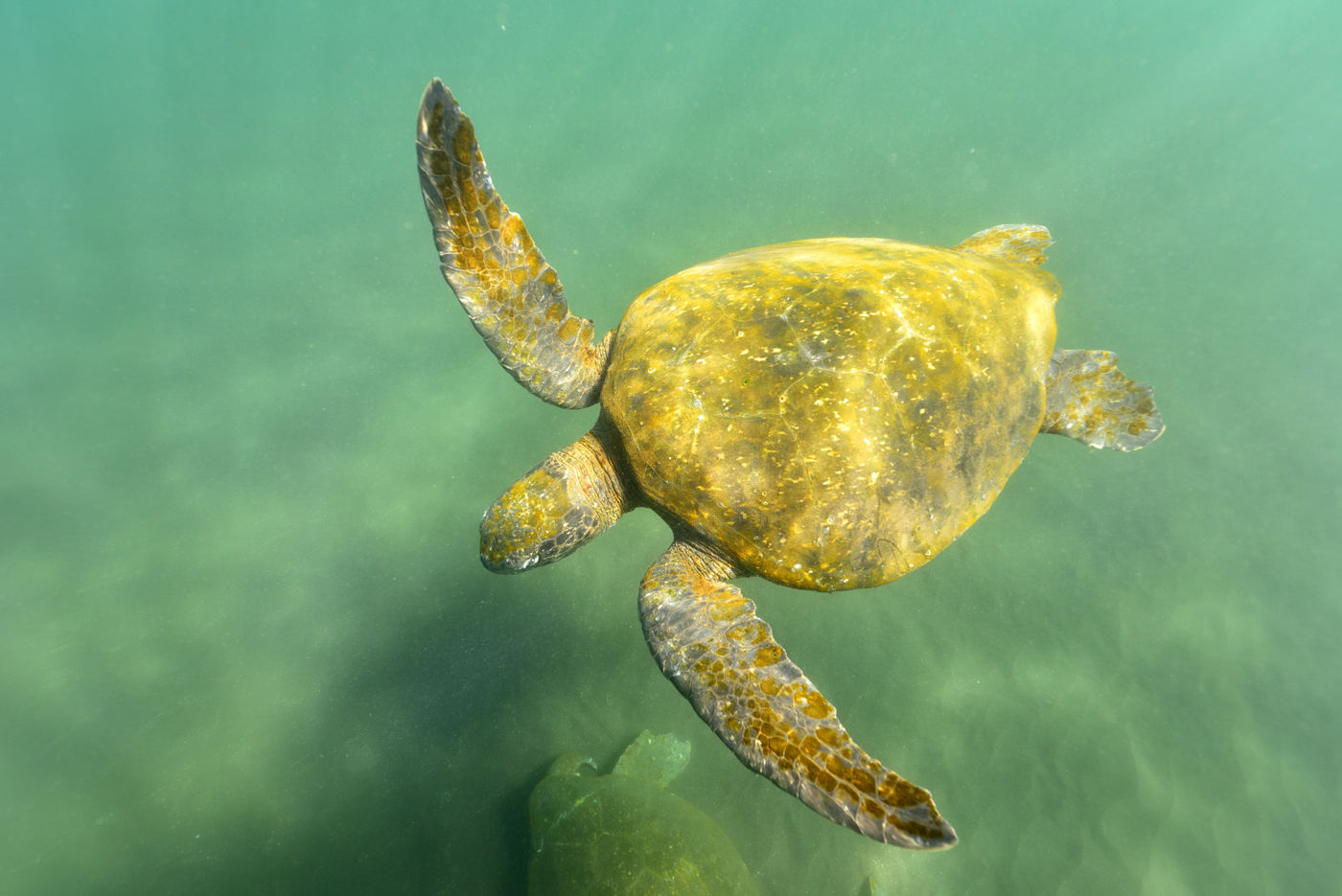 The species is endangered and - due to its occurrence in shallow waters - often encounters humans, and death. © Yves Adams