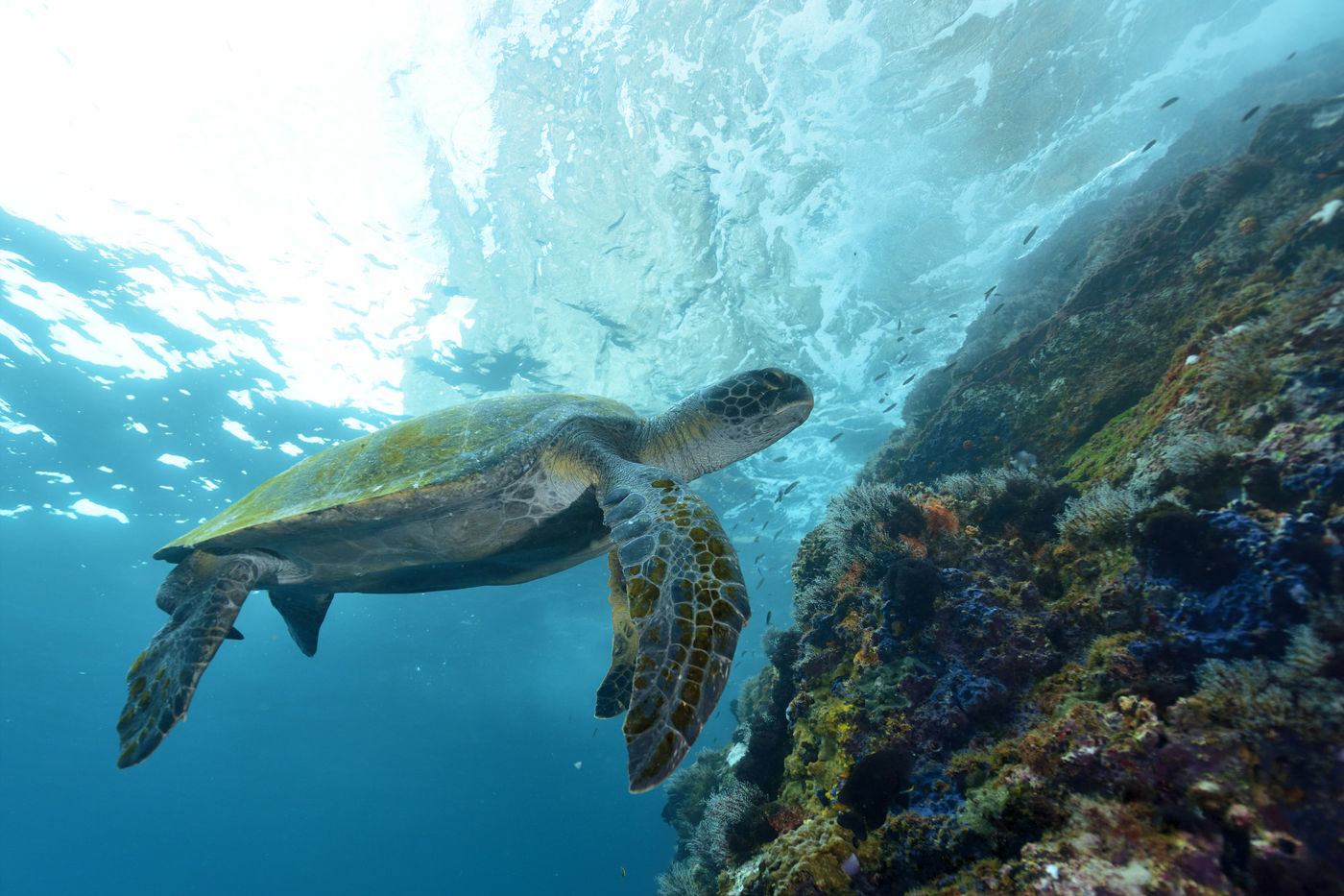 Quietly, these friendly giants fly across the reefs. © Yves Adams