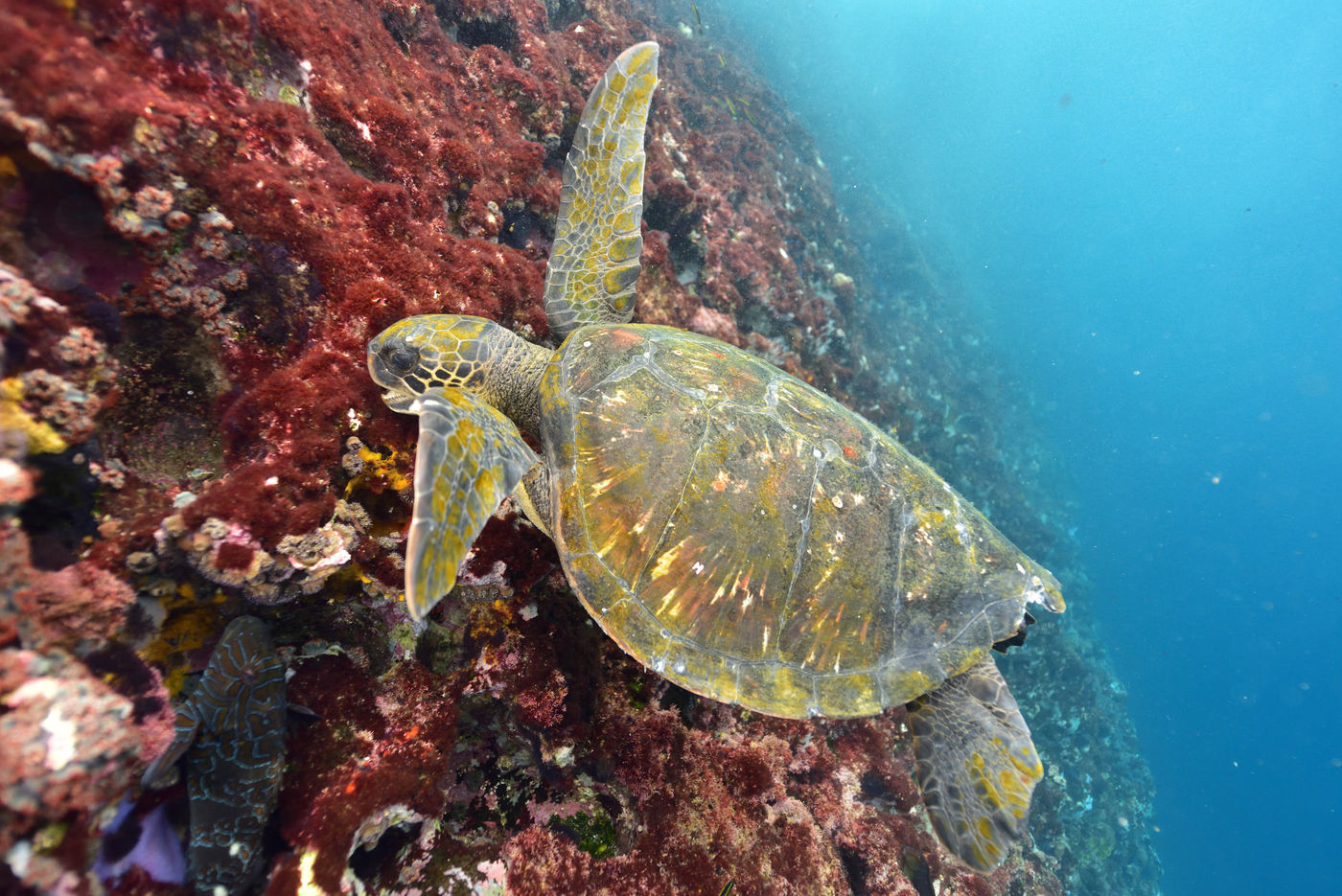 Het zijn niet enkel de leguanen maar tevens de groene zeeschildpadden die zich tegoed doen aan de algen. © Yves Adams