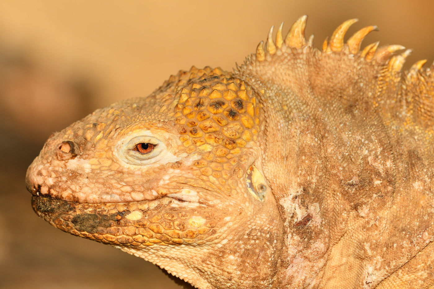 Besides marine iguanas the islands also host this paler form: land iguana! © Yves Adams