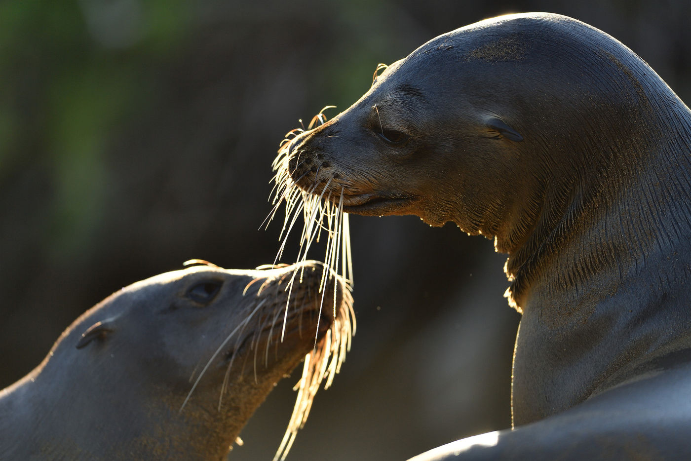 During this tour we have numerous opportunities to study this charming species. © Yves Adams