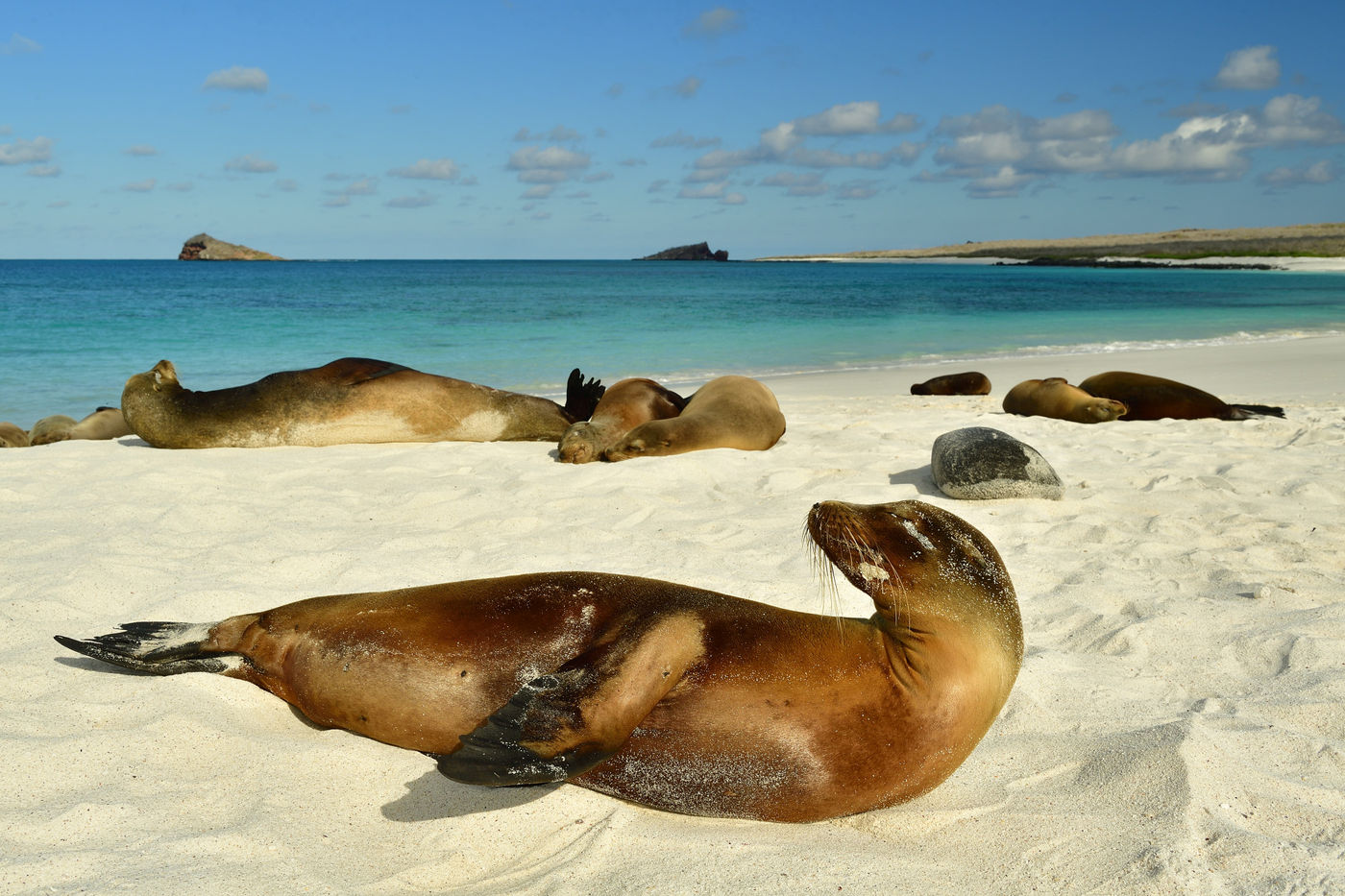 Het landschap is erg divers op de Galapagos, met naast rotsen ook parelwitte stranden. © Yves Adams