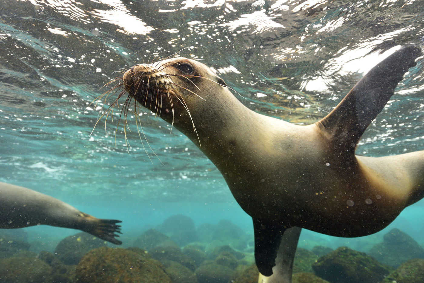 Galapagos sea lions are extremely curious and often come close for inspection. © Yves Adams