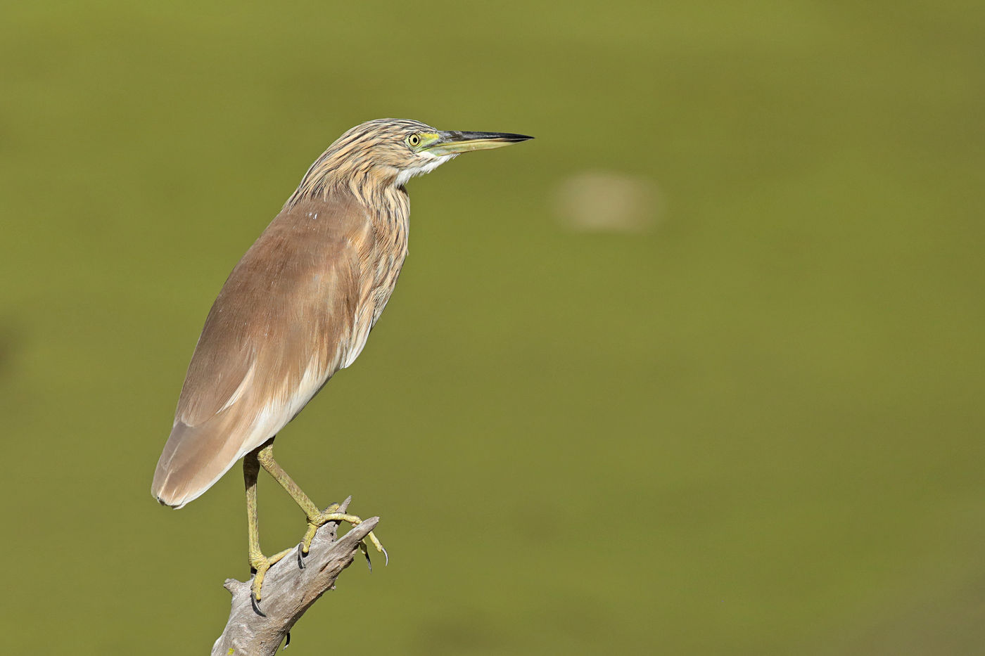 Ralreigers overwinteren hier in hoge aantallen, op zoek naar een zomer zonder einde. © Danny Roobaert