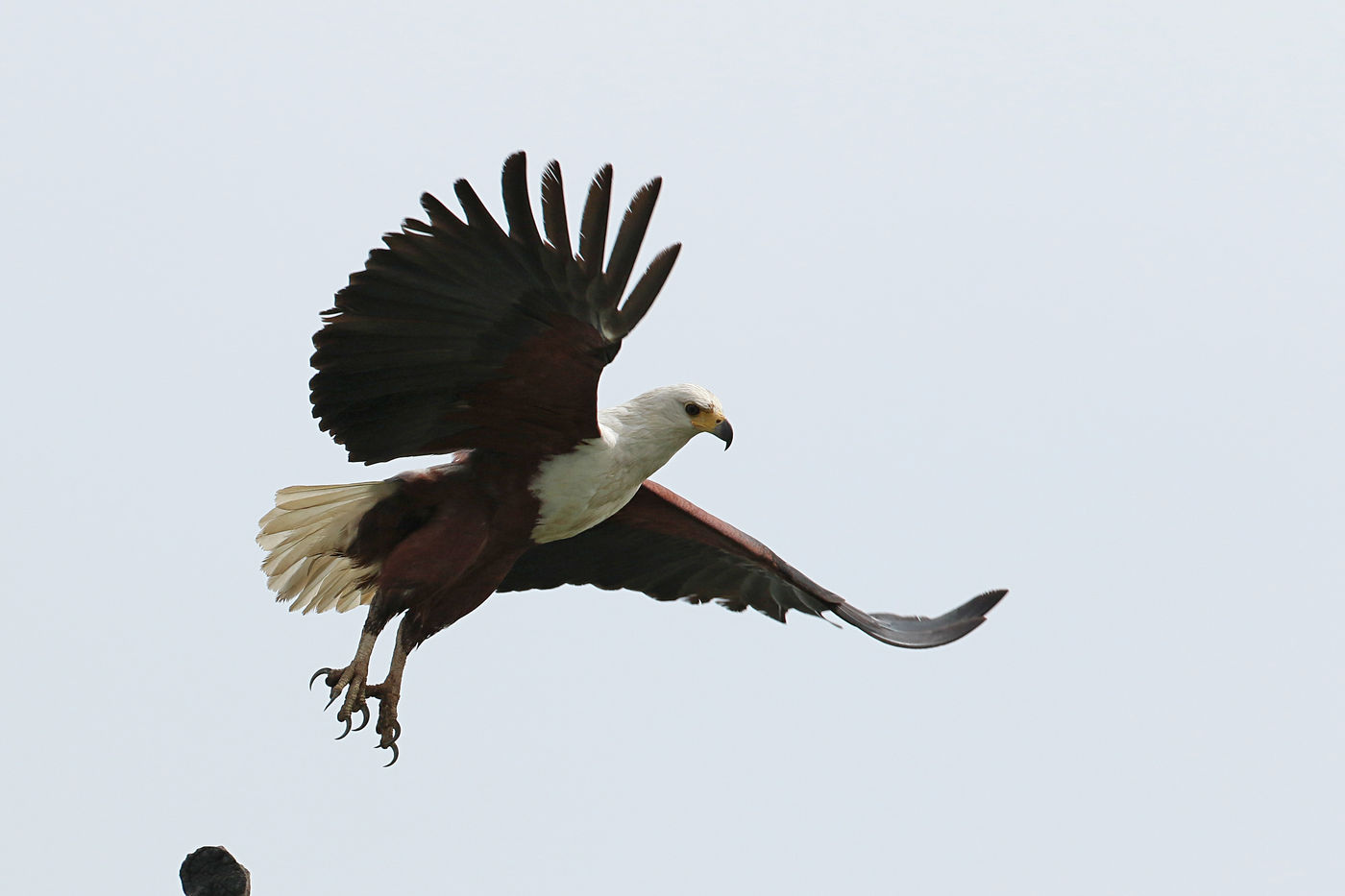 African fish-eagles eten niet enkel vis, al vind je ze wel steeds in de buurt van water. © Danny Roobaert