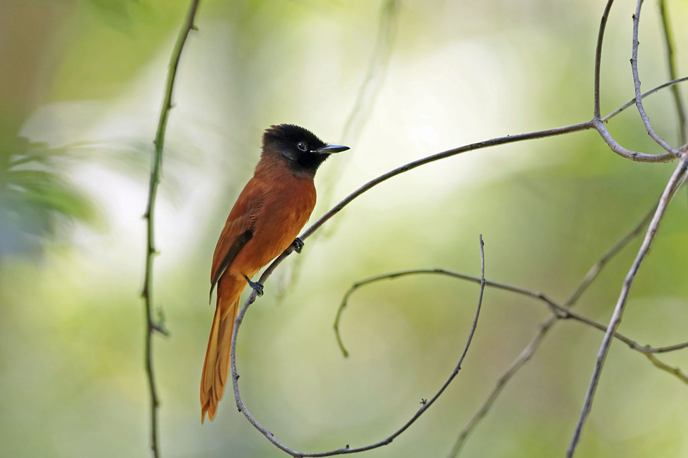 Red-belloed paradise-flycatchers zijn bijzonder aantrekkelijke vliegenvangers van de bosranden. © Danny Roobaert