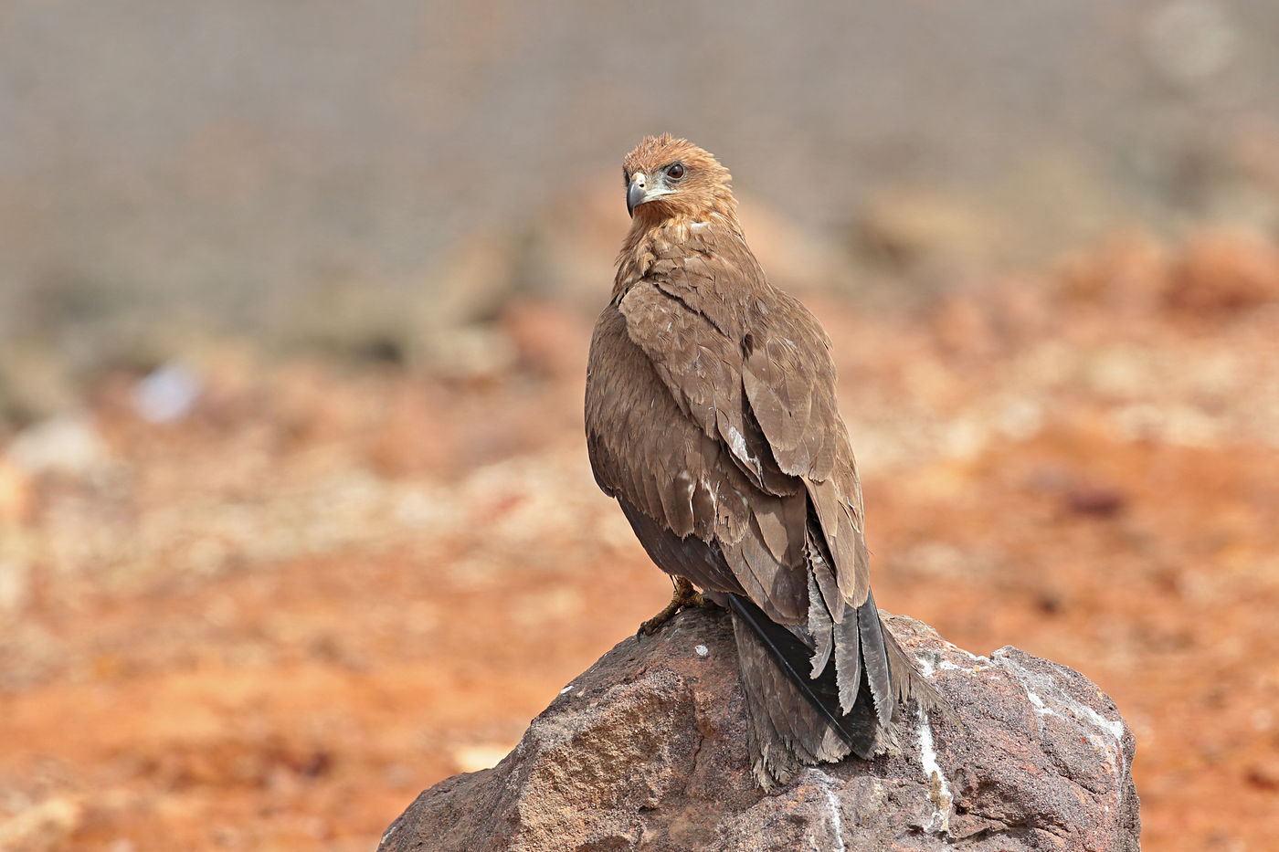 Zwarte wouwen overwinteren hier nadat ze een moeizame tocht over de Sahara hebben afgelegd. © Danny Roobaert