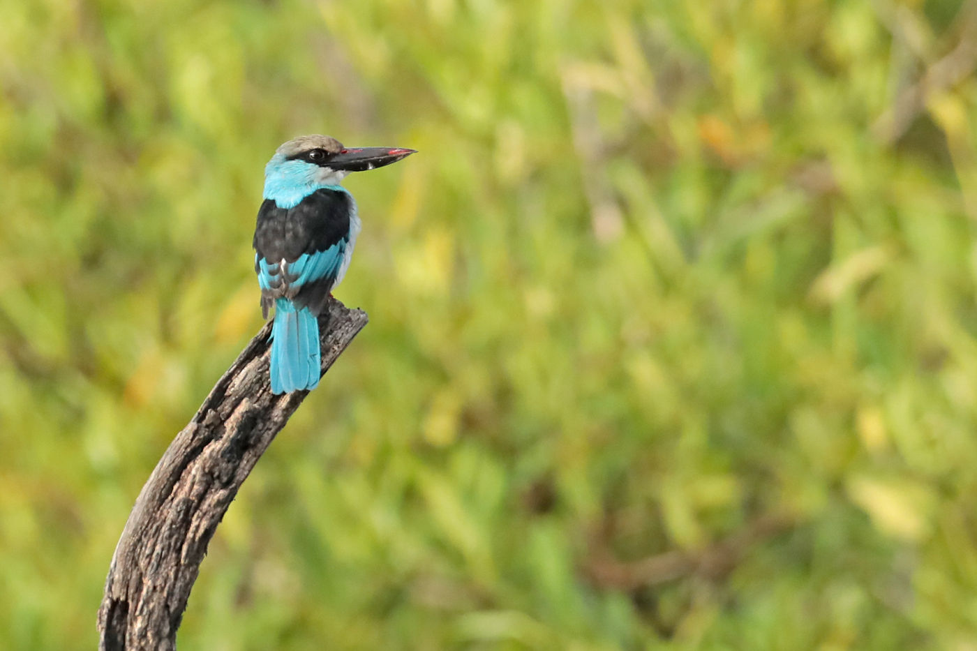 Een blue-breasted kingfisher houdt de wacht. © Danny Roobaert