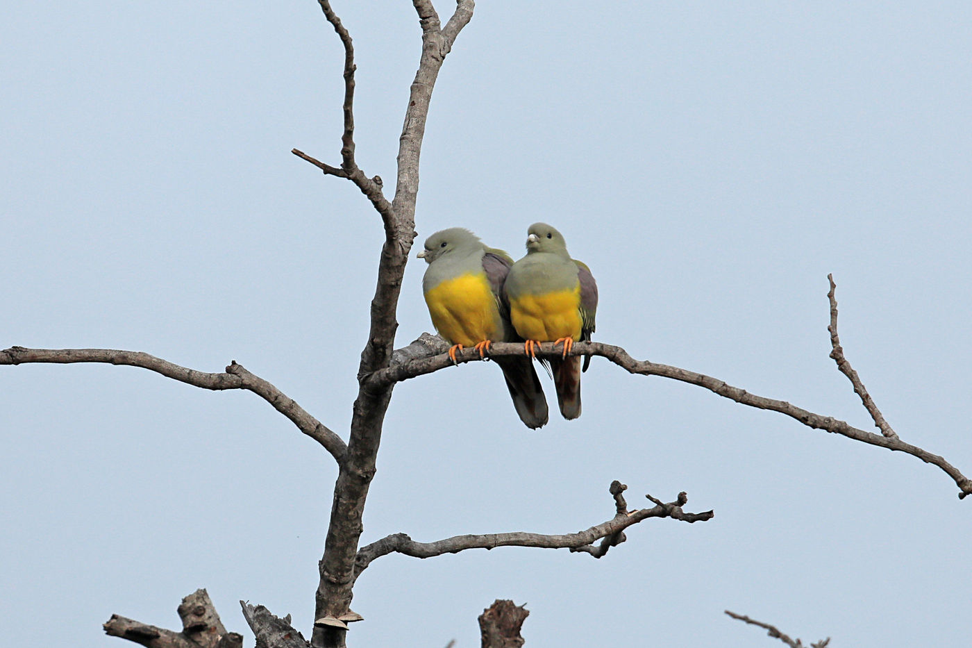 Een paartje Bruce's green pigeons rust uit op een kale tak. © Danny Roobaert