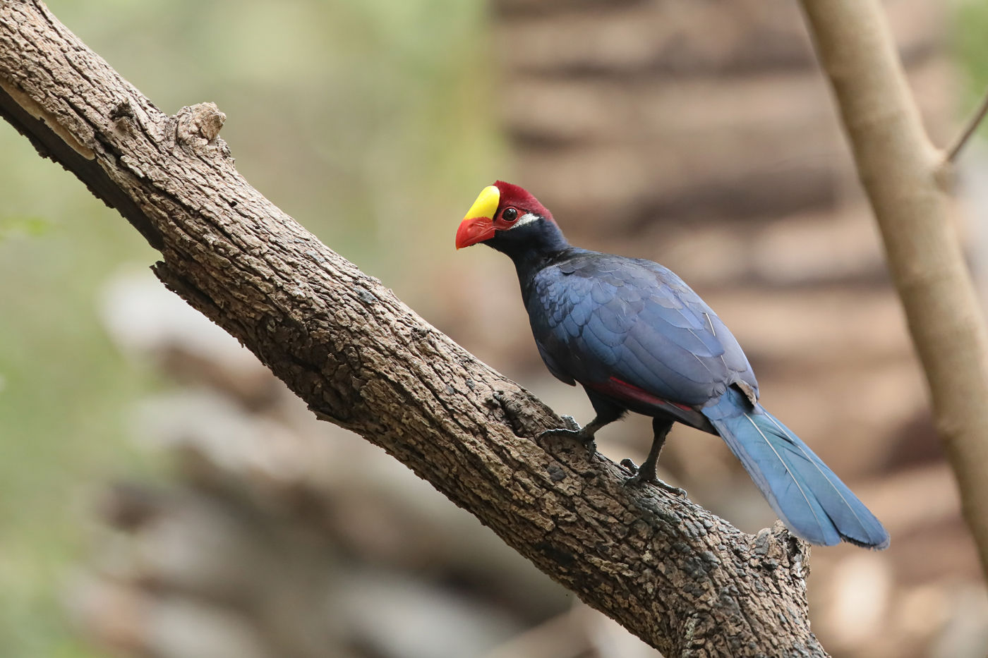 Violet turacu's zijn echte Sahelsoorten dus je komt ze snel tegen in Gambia. © Danny Roobaert