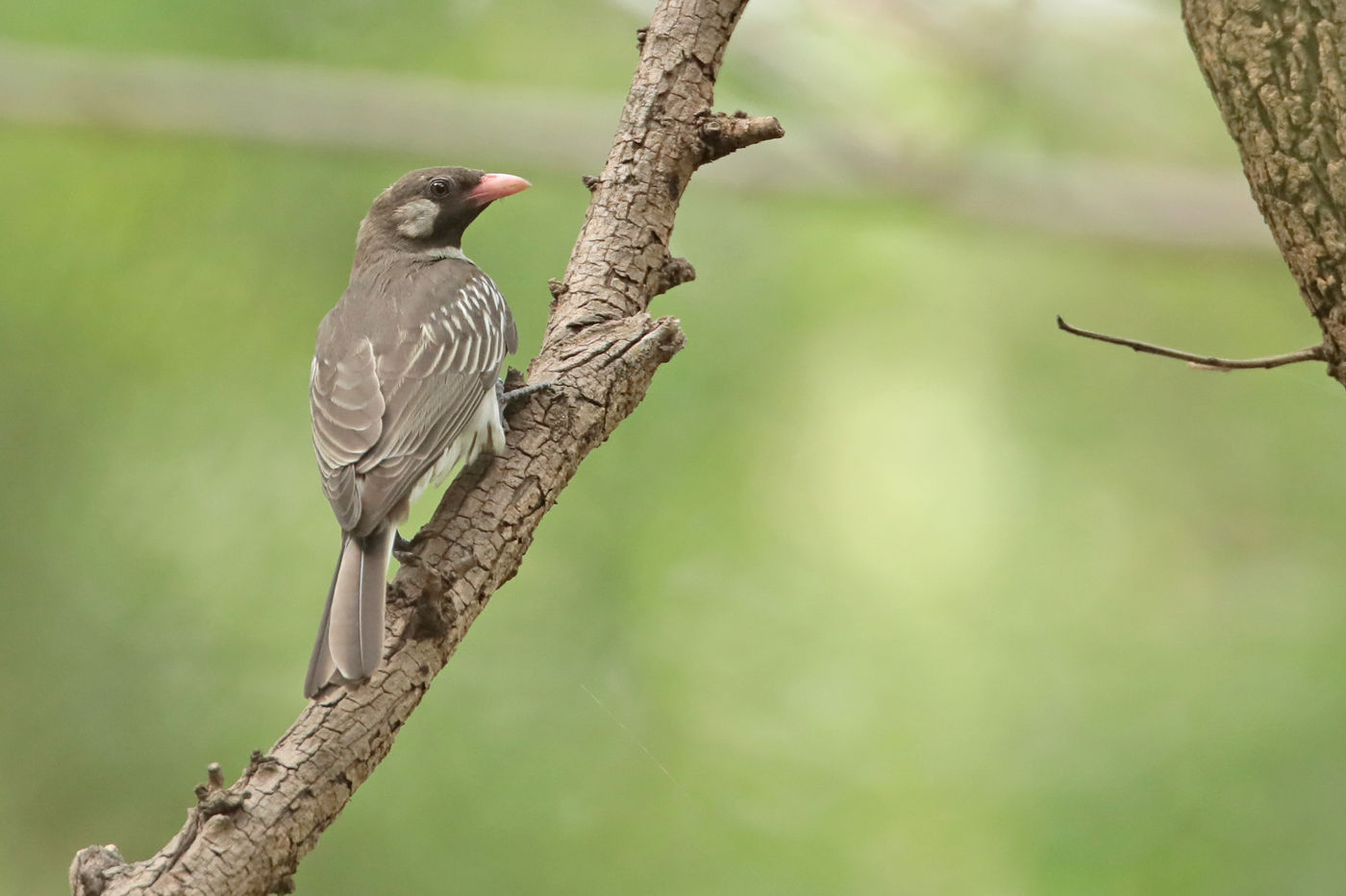 Greater honeyguide, een soort die je eerder hoort dan dat je ze ziet. © Danny Roobaert