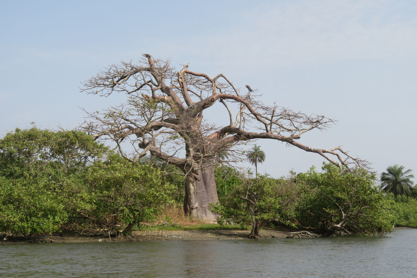 Een oude baobab op de oever van de rivier. © Danny Roobaert