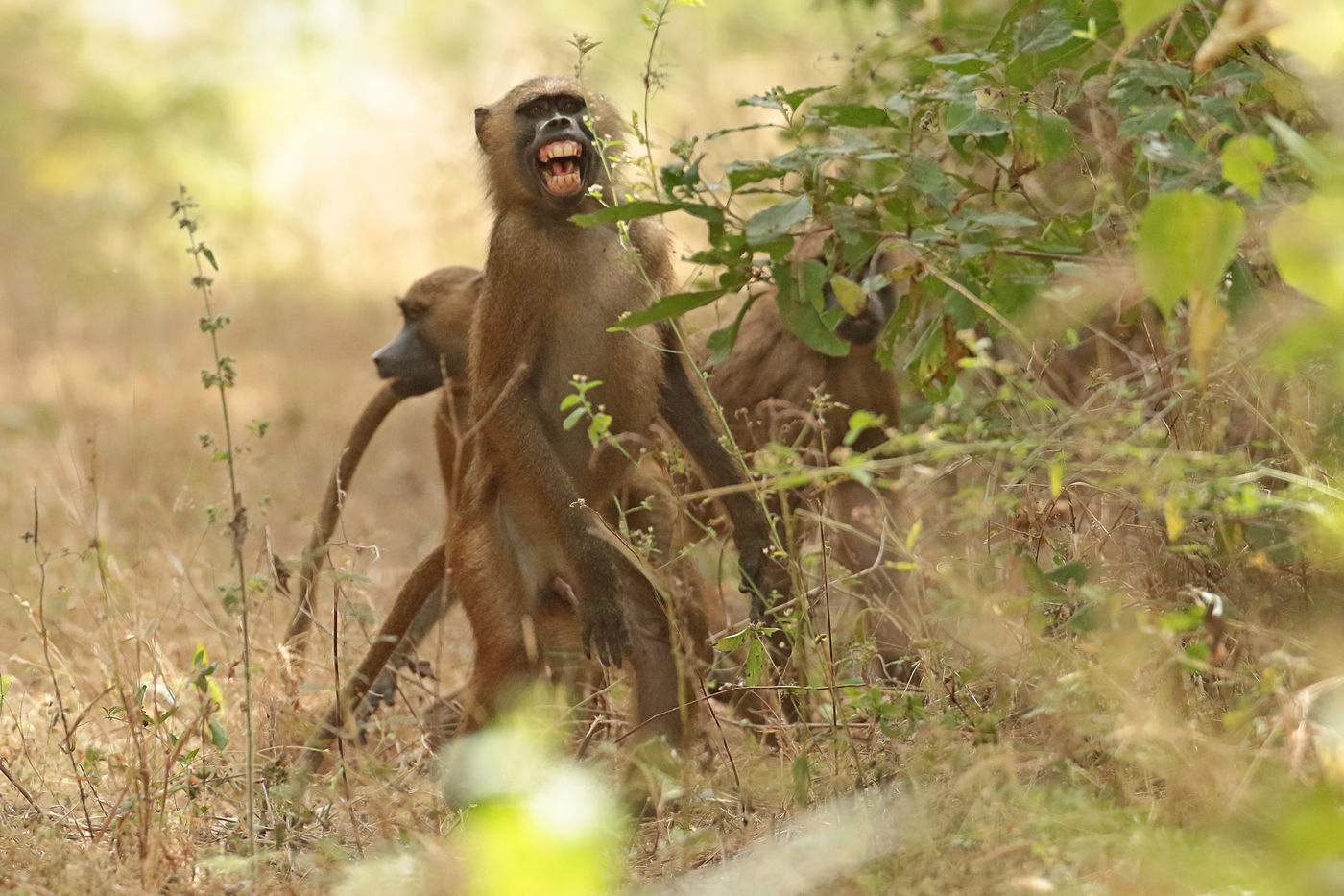 Guinea baboon zijn erg schuw in Gambia! © Danny Roobaert