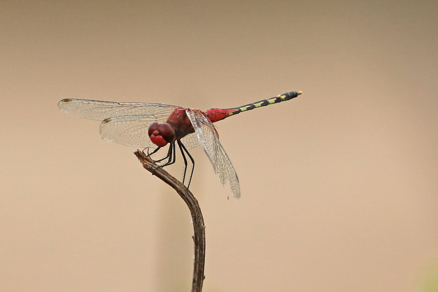 Wie van libellen houdt, komt tijdens deze reis zeker aan z'n trekken. Barbet percher. © Danny Roobaert