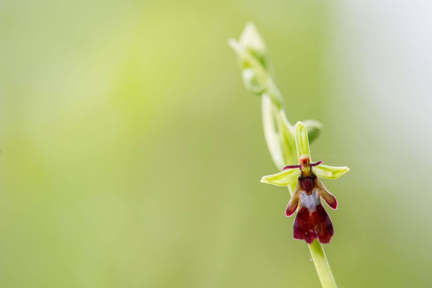 Vliegenorchis bij zonsopgang... © Billy Herman