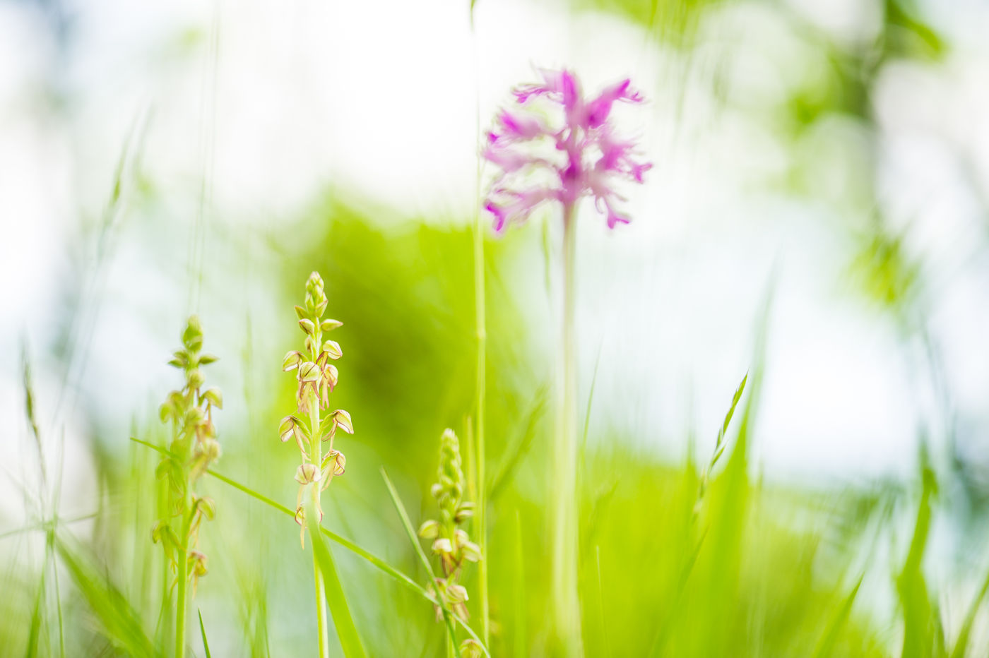 Poppenorchissen broederlijk naast enkele soldaatjes, een alledaags beeld in de Gaume. © Billy Herman