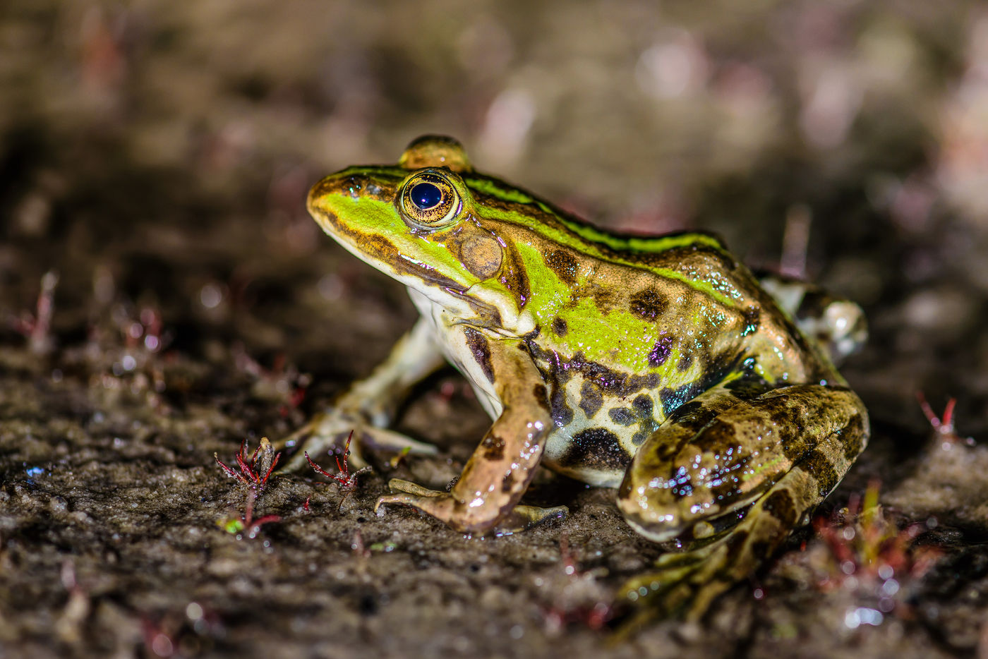 Een groene kikker tijdens onze nachtelijke excursie. © Billy Herman