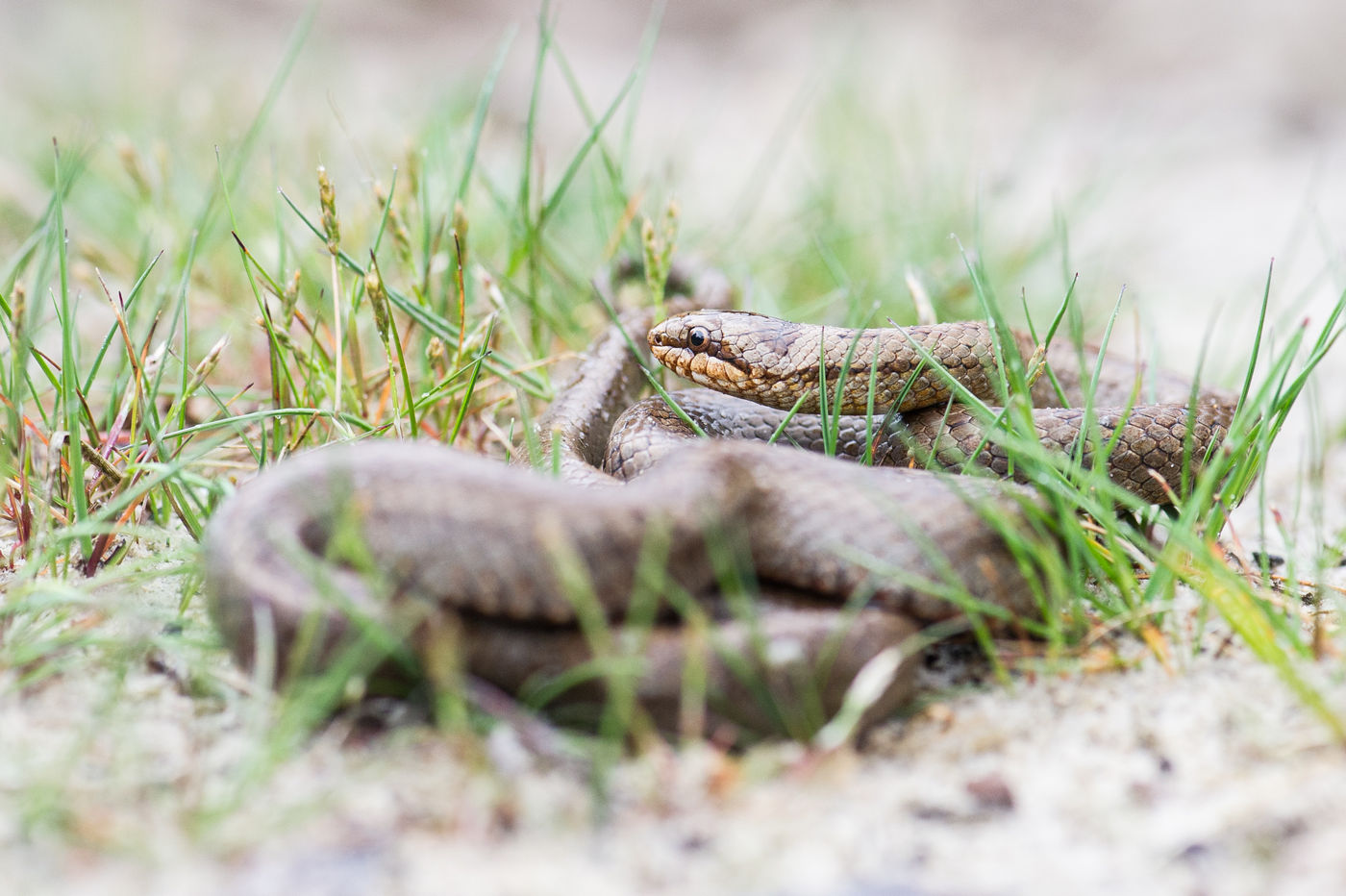 Gladde slangen vind je met wat geluk onder een steen in zandige habitats. © Billy Herman