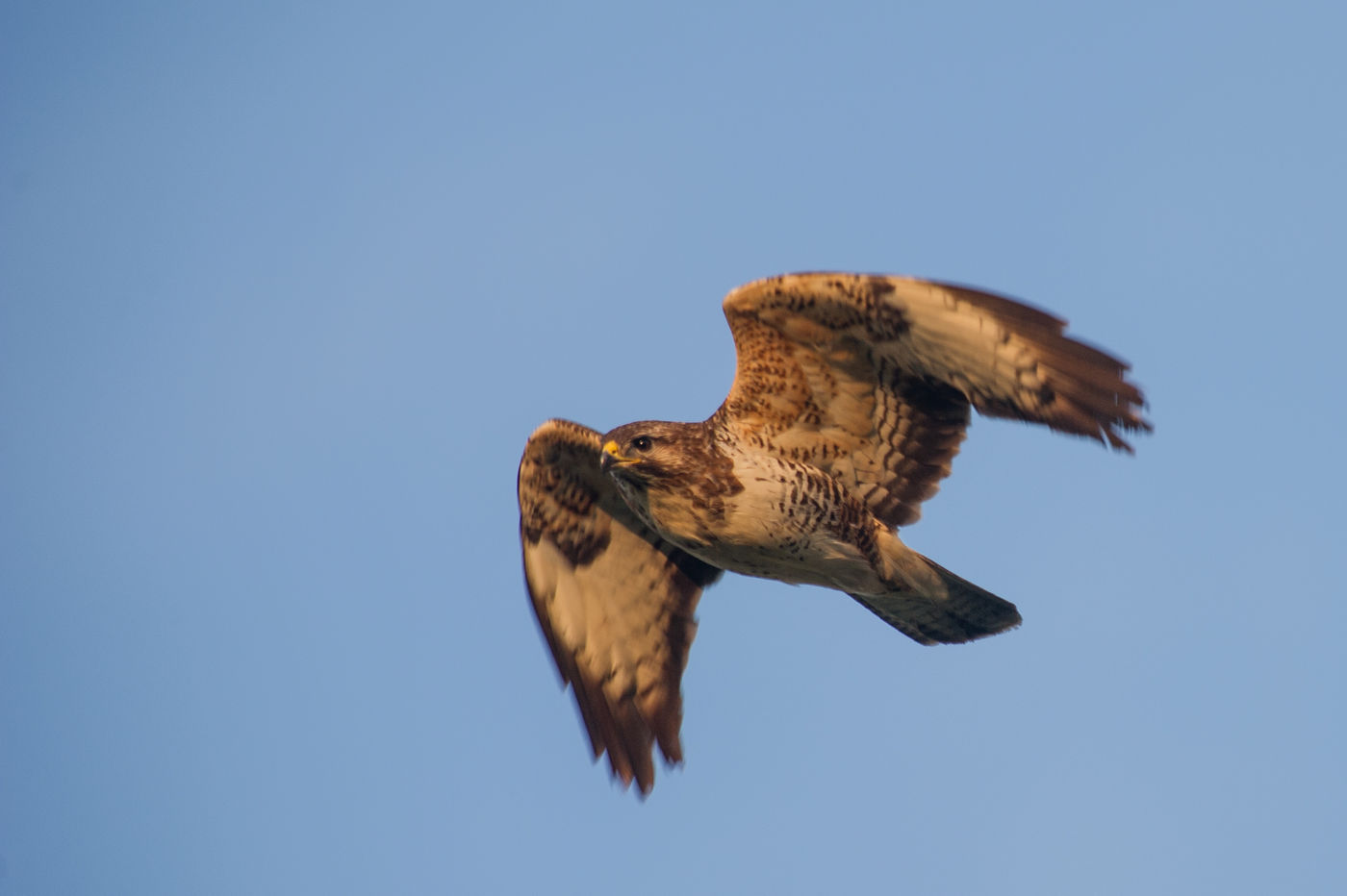 Dankzij de kleinschalige landbouw vinden rovers als deze buizerd nog steeds voldoende voedsel. © Billy Herman