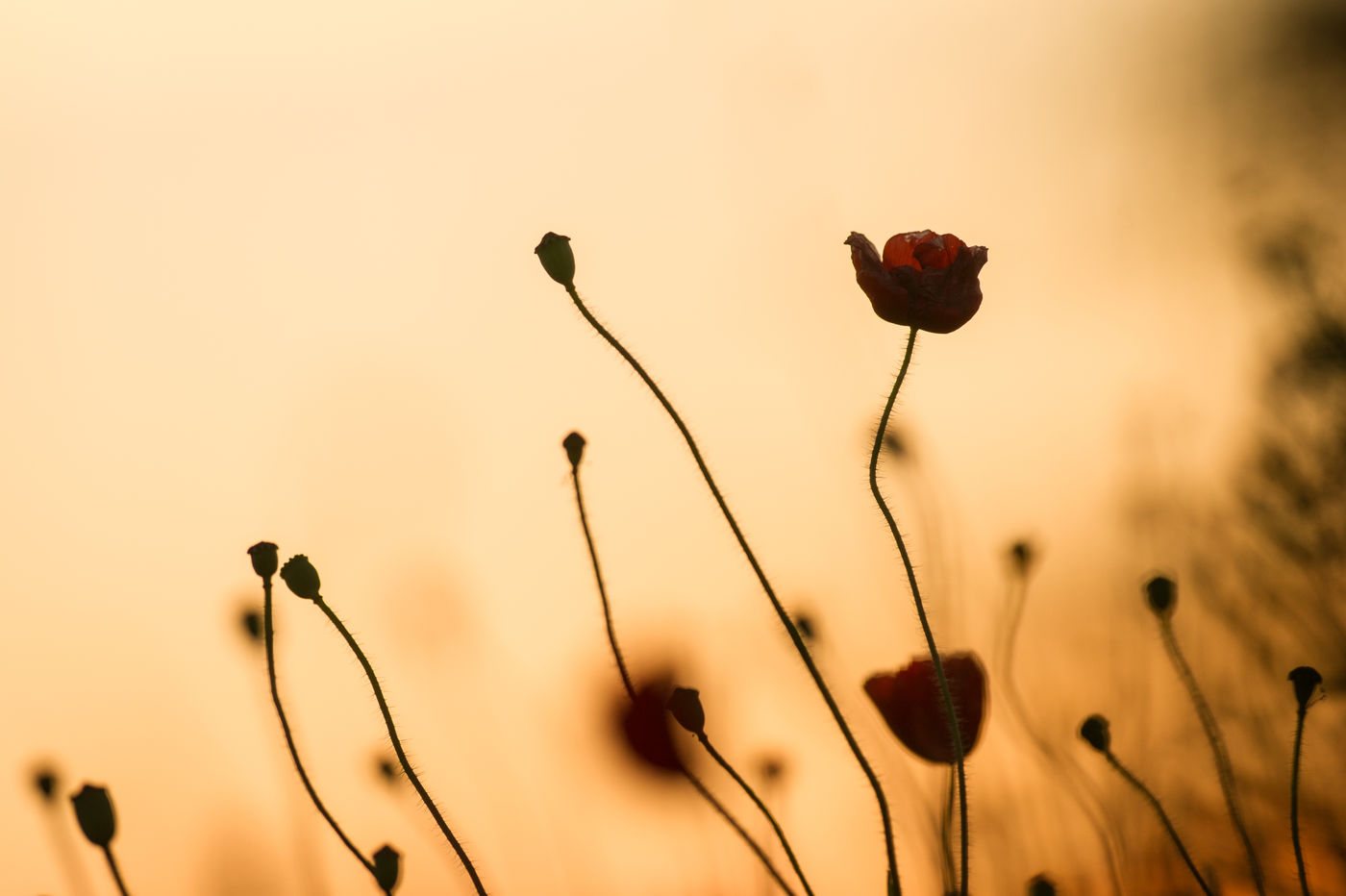 Ruige klaprozen op het einde van de bloei. © Billy Herman