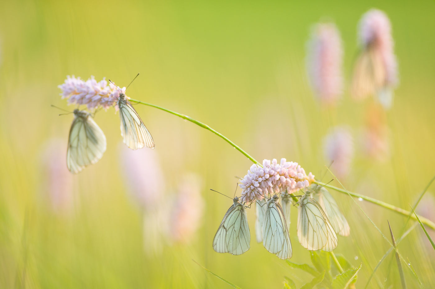 Groot geaderde witjes. Een ernstig bedreigde soort, maar nog vrij algemeen hier. © Billy Herman