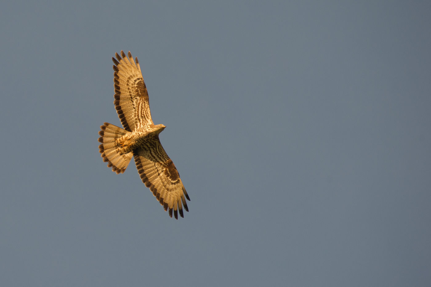 De regio telt bijzonder veel wespendieven, een van onze meest interessante roofvogels. © Billy Herman