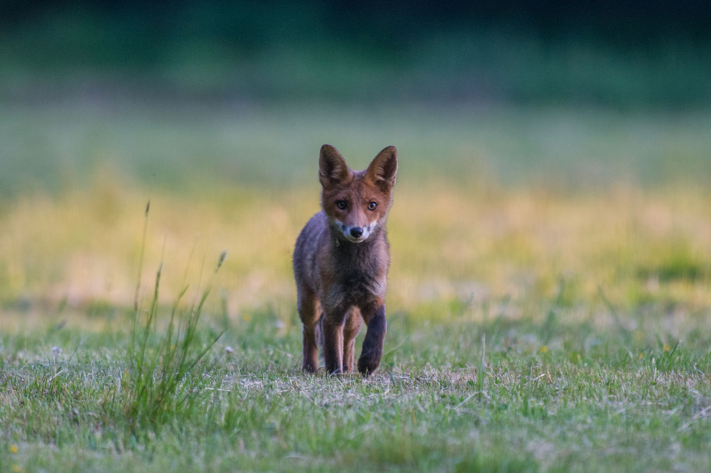 Een jonge vos kruist ons pad tijdens de zoektocht naar de wilde kat. © Billy Herman