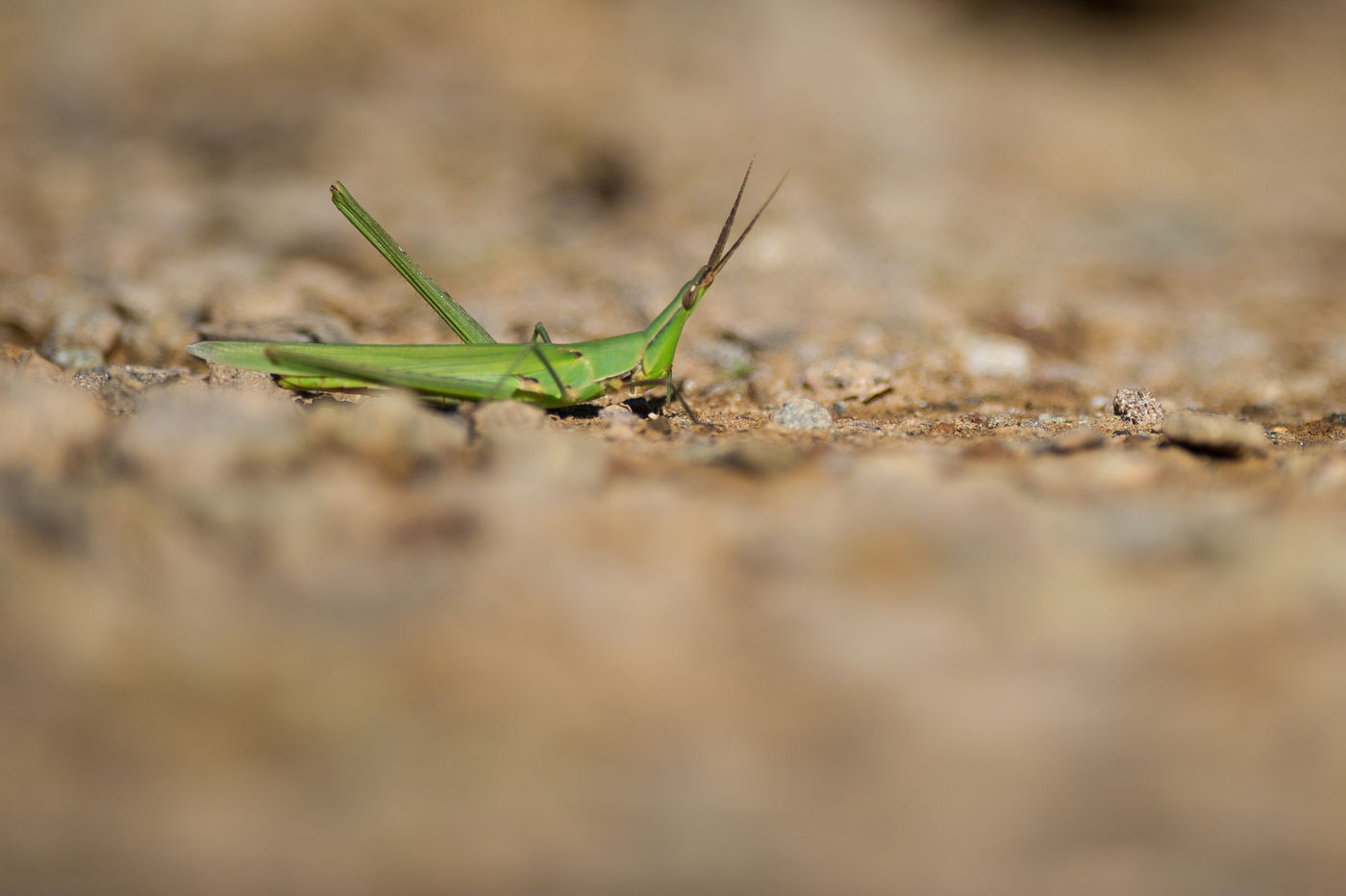 Sommige sprinkhanen hebben hun best gedaan om een goed zicht op de omgeving te ontwikkelen. © Billy Herman