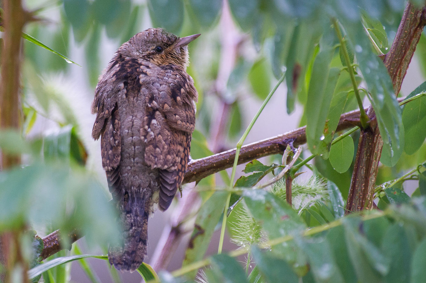 Tijdens een plotse regenbui houdt deze draaihals zich warm in een acacia. © Billy Herman