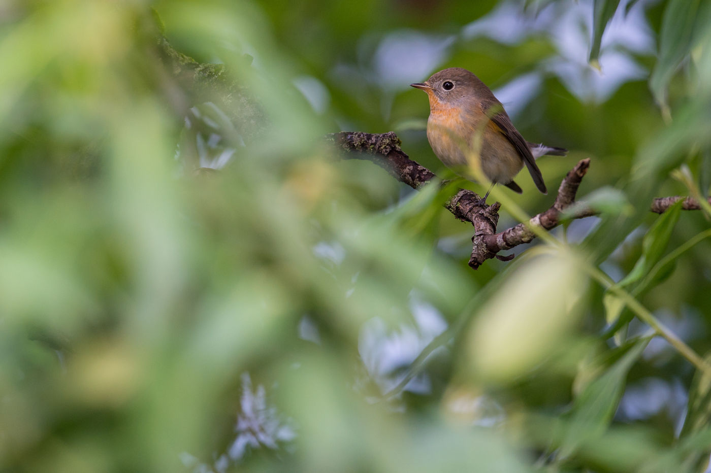 Mannetjes kleine vliegenvangers zijn steeds een erg mooie prijs om te ontwaren in de dichte struiken van het park in Batumi. © Billy Herman