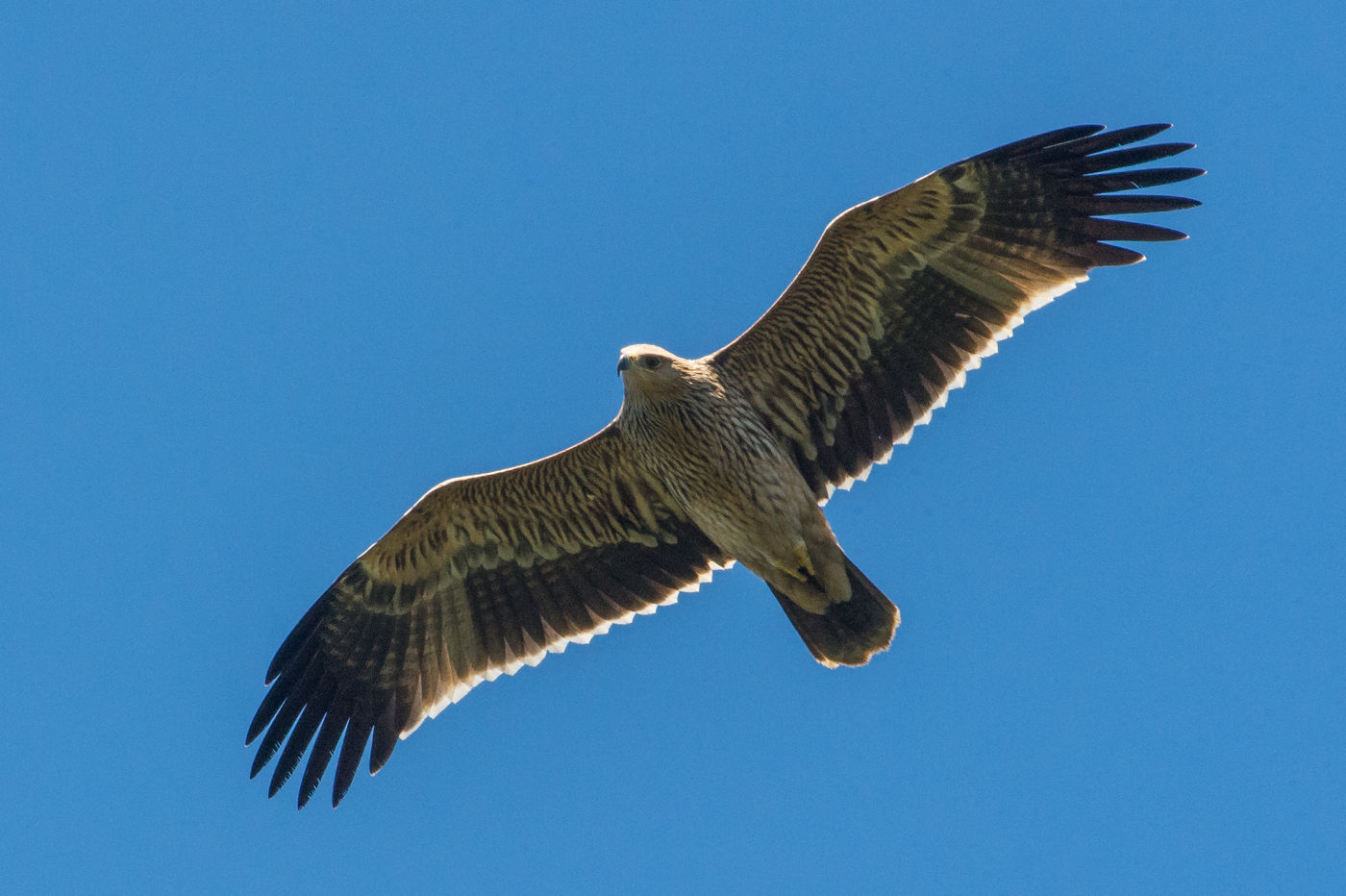 Het is steeds uitkijken naar zeldzaamheden zoals deze jonge keizerarend (beeldje van het najaar). © Billy Herman