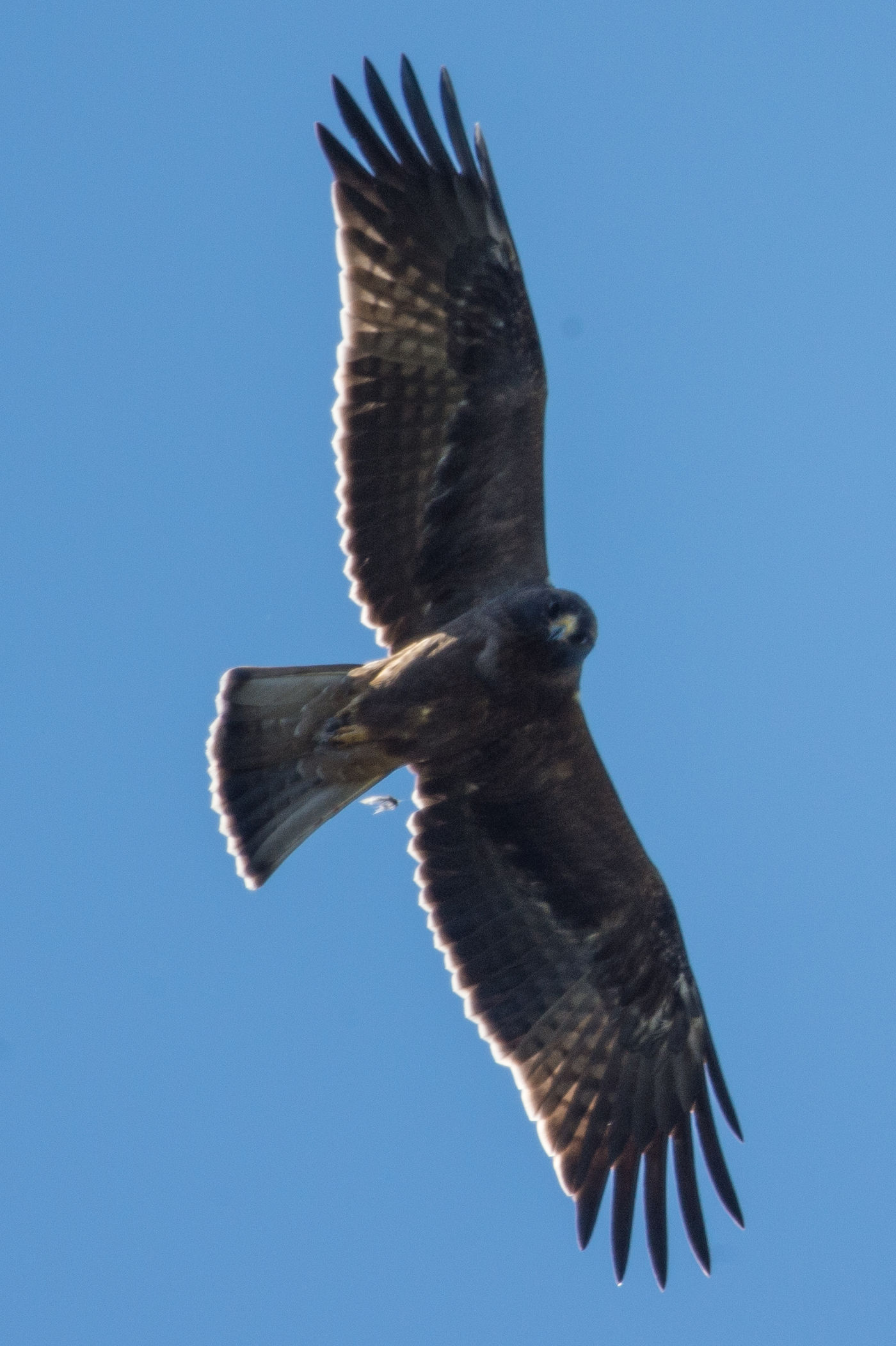 Deze dwergarend maakt enkele spectaculaire buitelingen. © Billy Herman